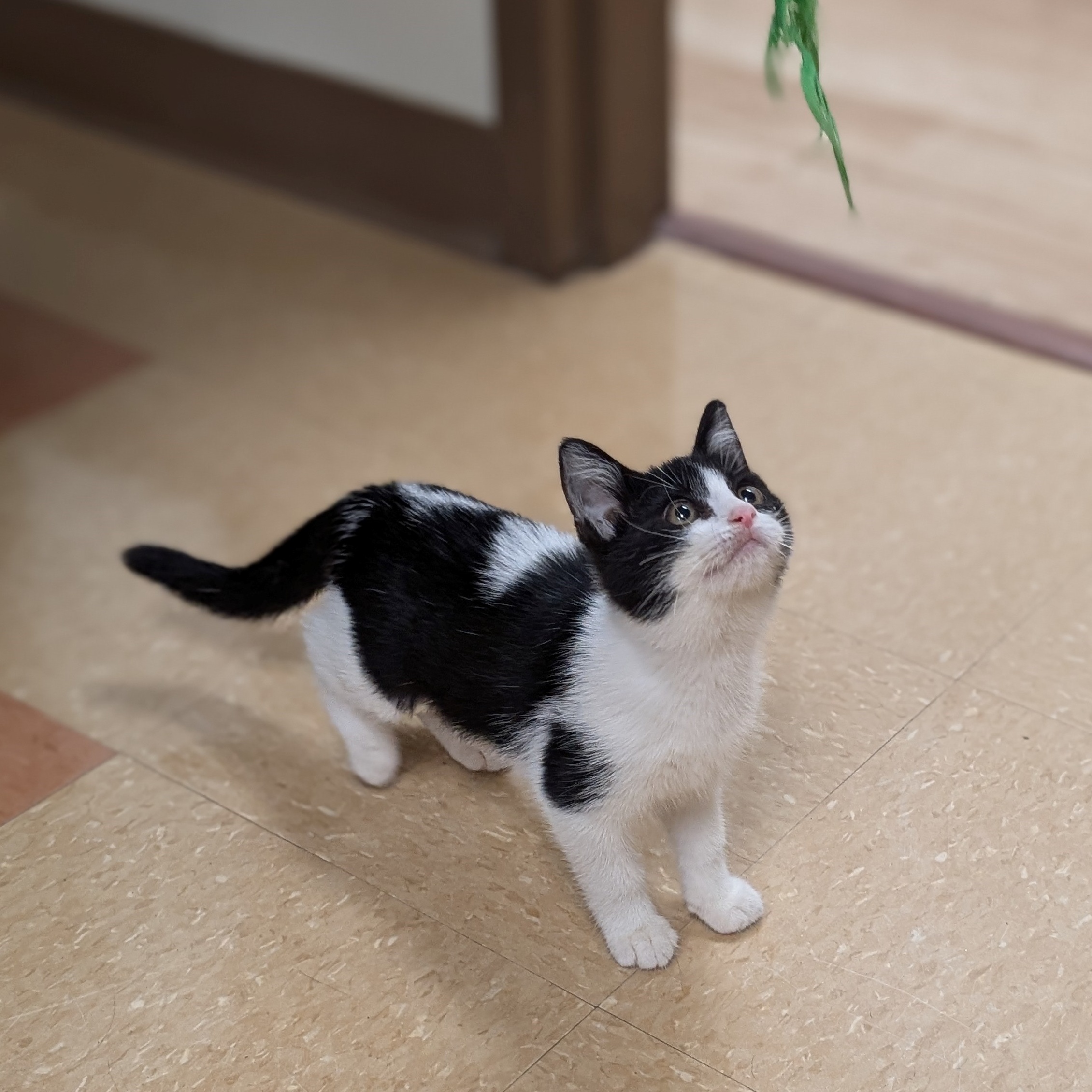 Cat for adoption Yahtzi, a Domestic Short Hair Mix in St. Augustine