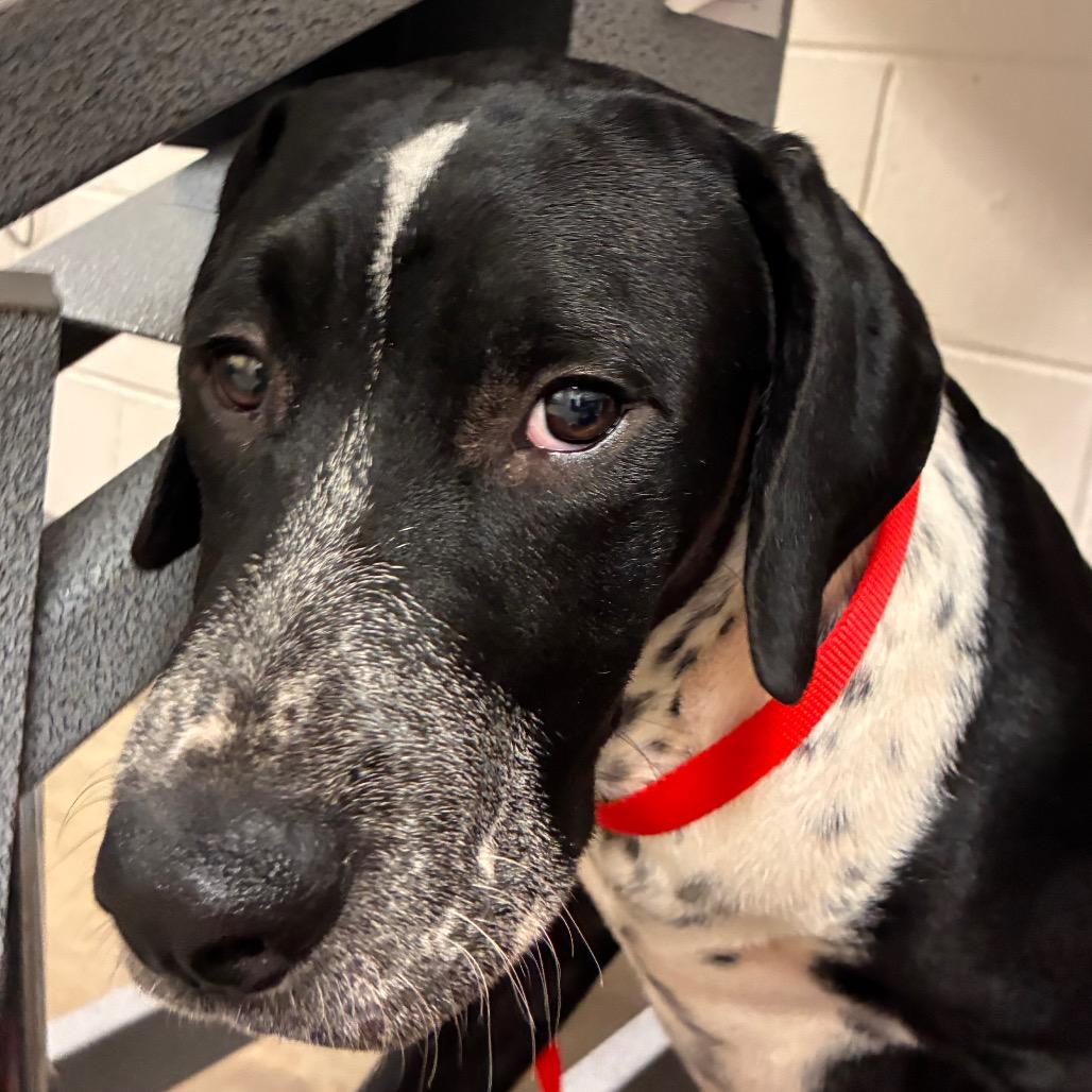 Enlarge Lasso, a Adoptable mixed breed in Manhattan, KS image 1/1