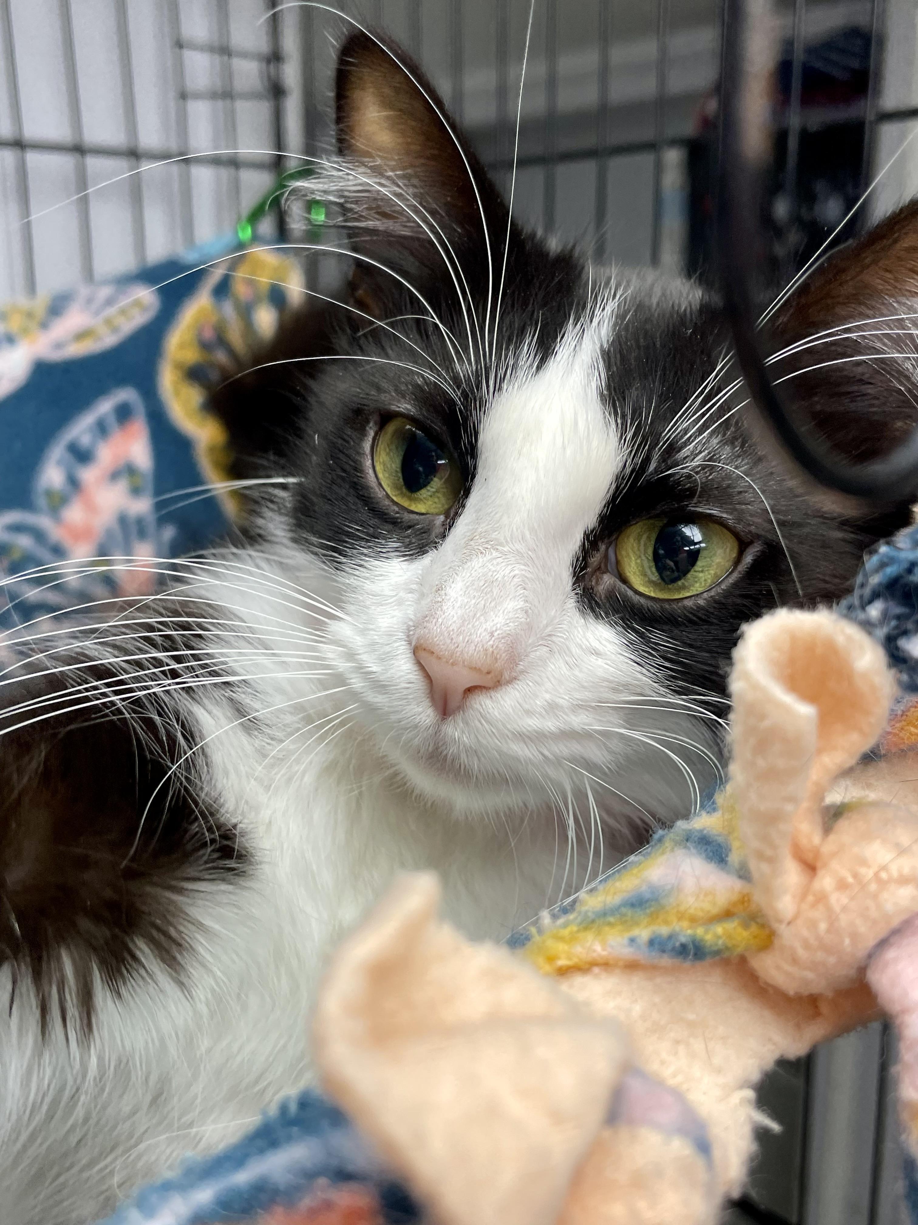 Enlarge Manicotti, a ADOPTABLE Domestic Short Hair in Plano, TX image 3/5