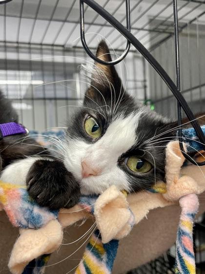 Manicotti, ADOPTABLE, Young Female Domestic Short Hair.