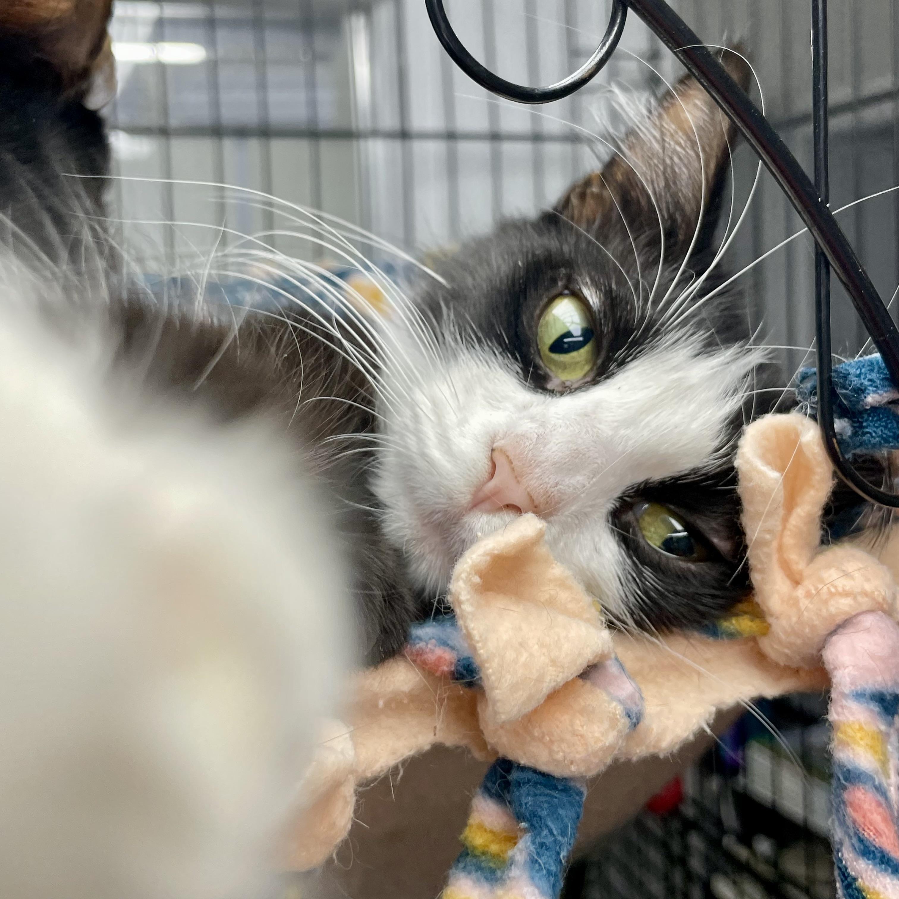 Enlarge Manicotti, a ADOPTABLE Domestic Short Hair in Plano, TX image 2/5