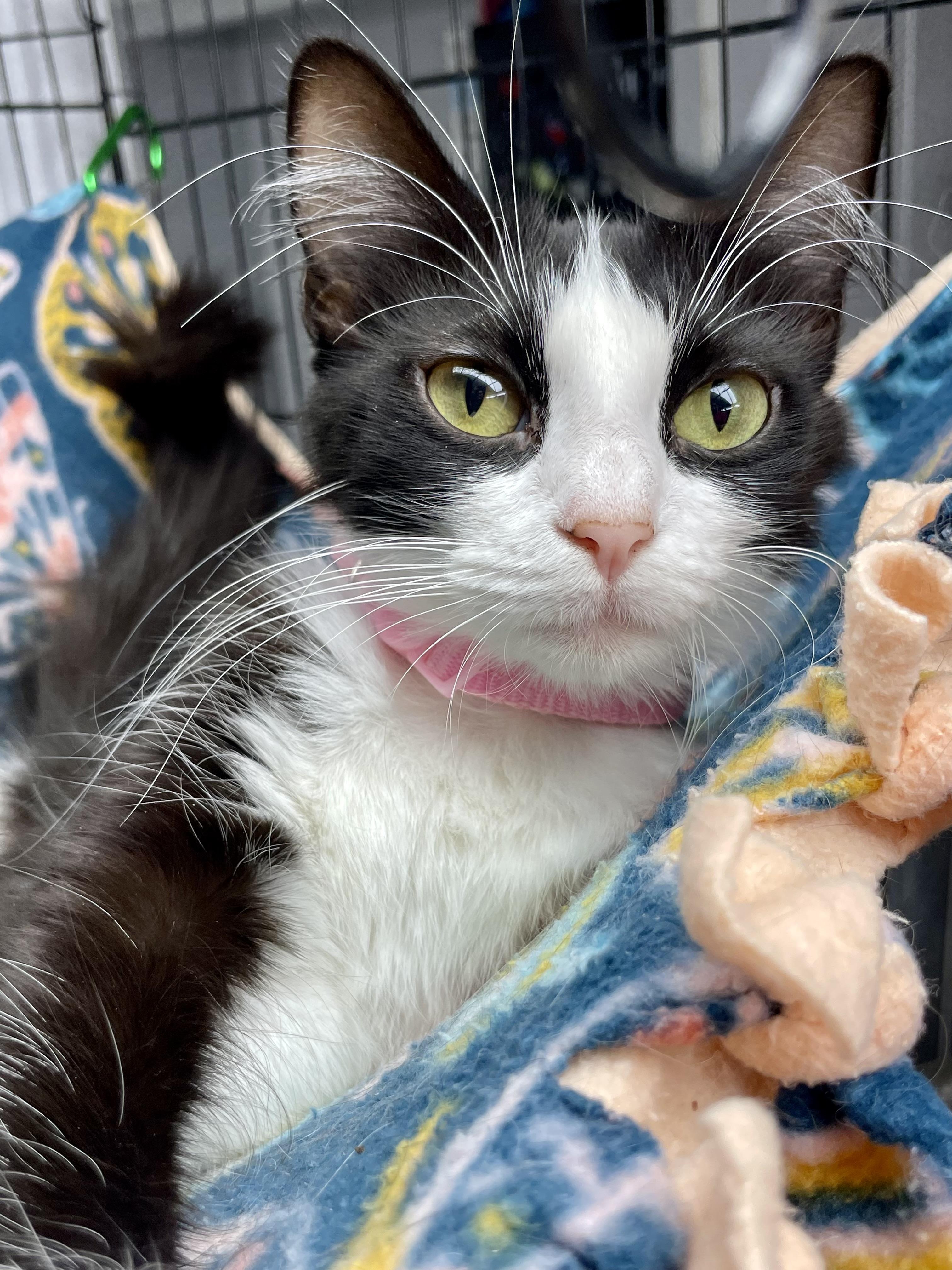 Enlarge Manicotti, a ADOPTABLE Domestic Short Hair in Plano, TX image 4/5