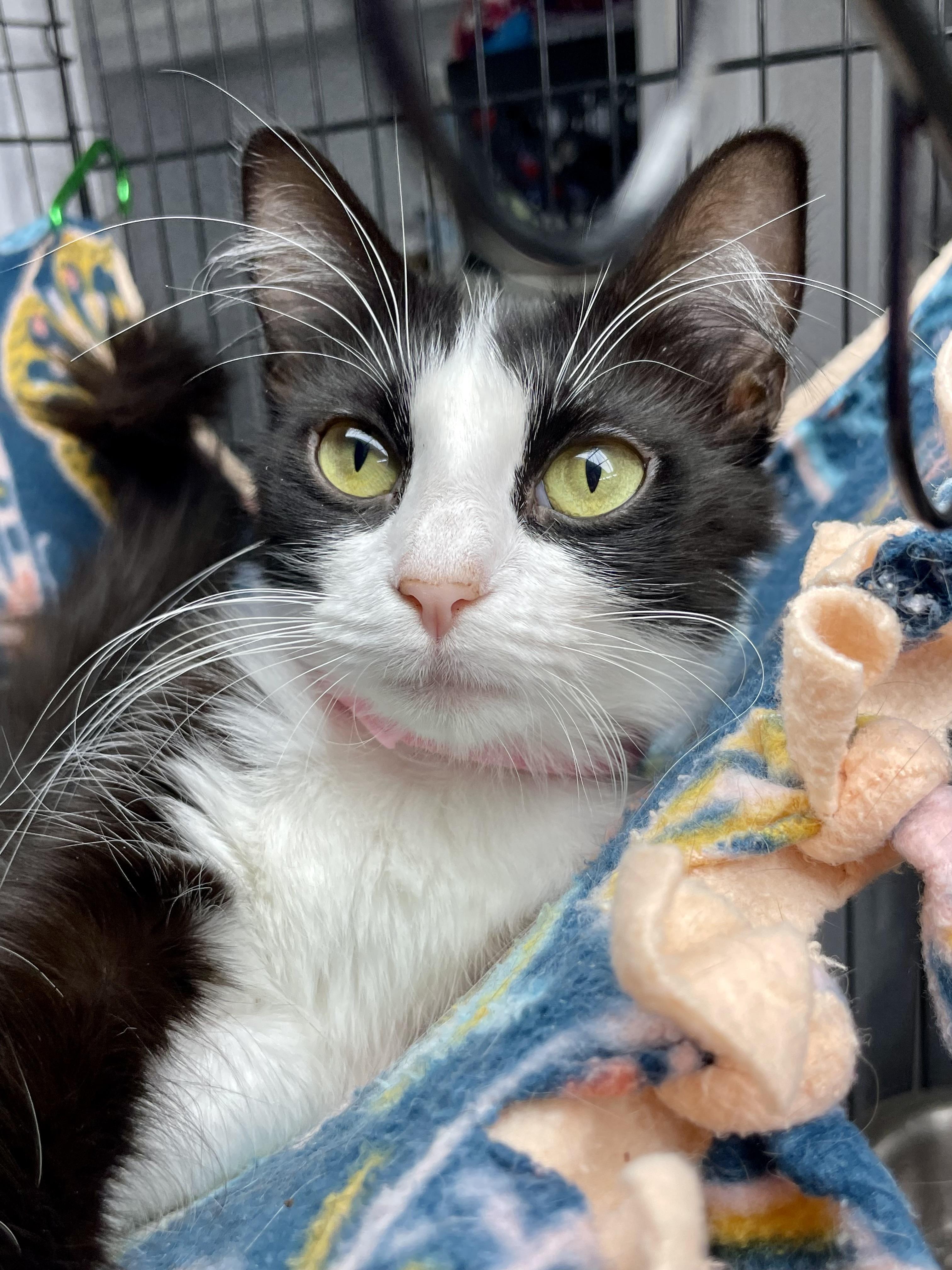 Enlarge Manicotti, a ADOPTABLE Domestic Short Hair in Plano, TX image 5/5