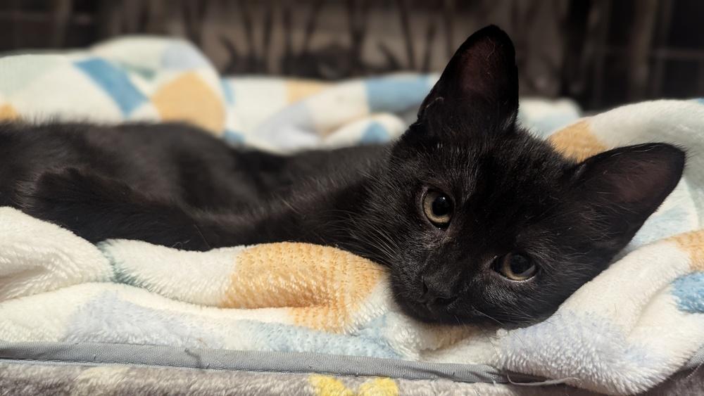 Lolly, Adoptable, Young Female Domestic Short Hair.