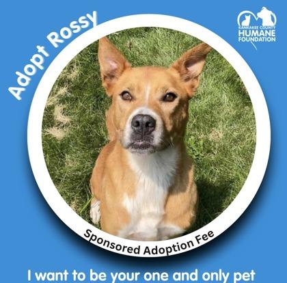 Enlarge Rossy, a Adoptable mixed breed in St. Anne, IL image 2/3
