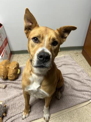 Enlarge Rossy, a Adoptable mixed breed in St. Anne, IL image 2/6