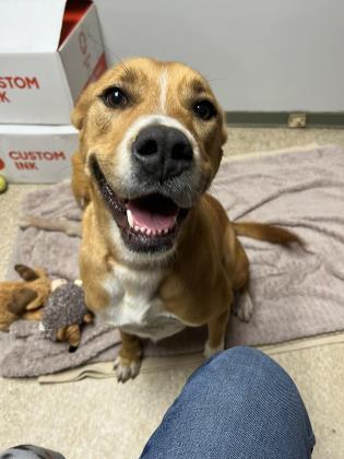Enlarge Rossy, a Adoptable mixed breed in St. Anne, IL image 2/3