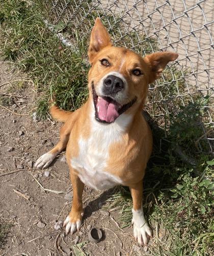 Enlarge Rossy, a Adoptable mixed breed in St. Anne, IL image 3/3