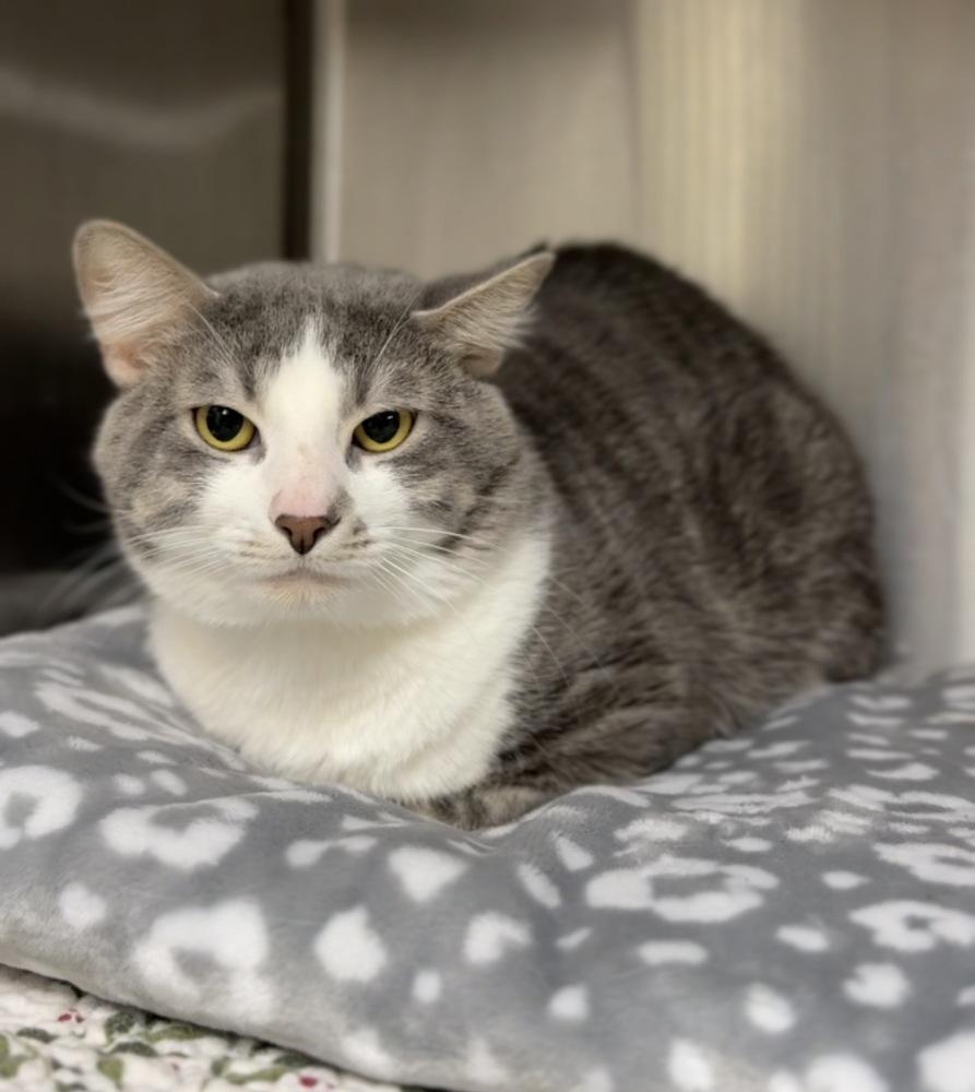 Enlarge Pi, a Adoptable mixed breed in Bemidji, MN image 1/1