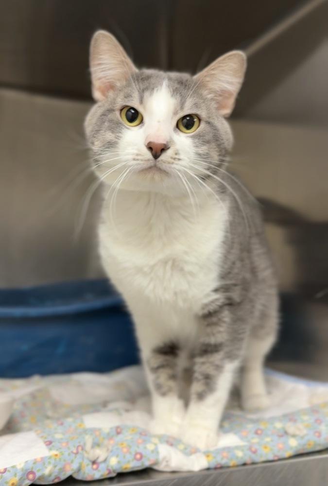 Enlarge Pi, a Adoptable mixed breed in Bemidji, MN image 2/2