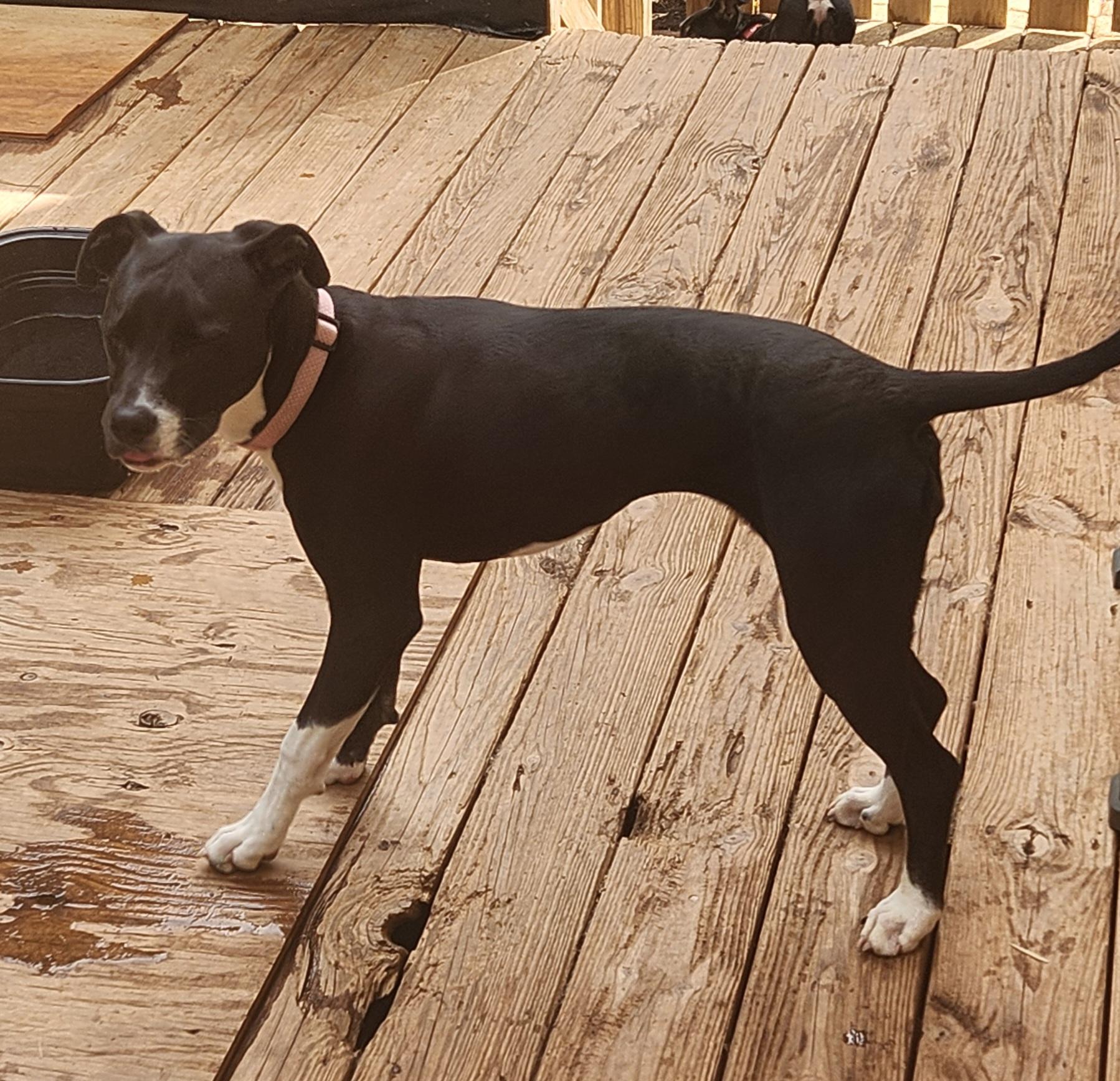 Enlarge ANNABELLE, a ADOPTABLE mixed breed in Troutman, NC image 6/6