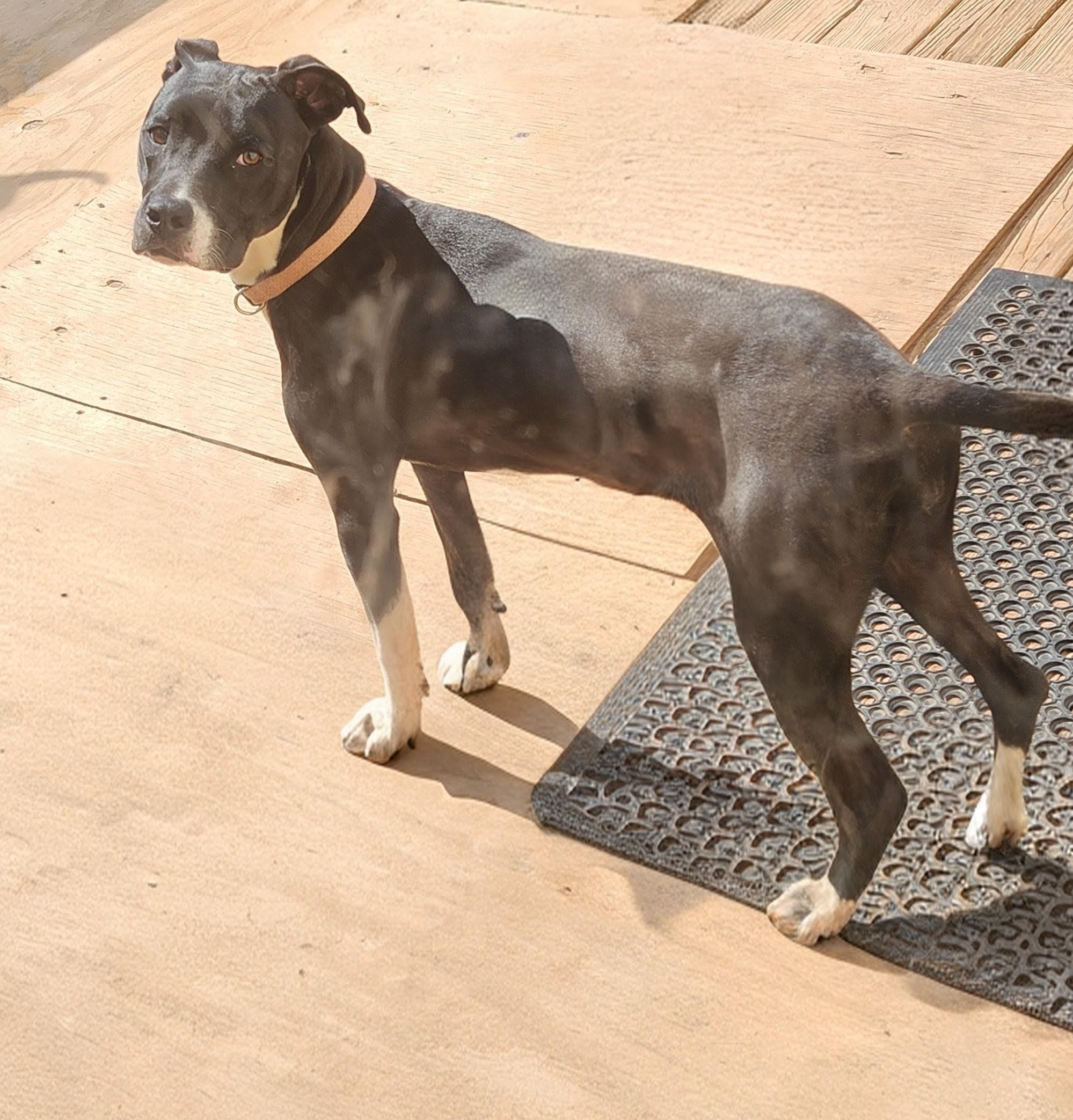 Enlarge ANNABELLE-PRO TRAINED-fee waived, an adoptable mixed breed in Troutman, NC image 6/6