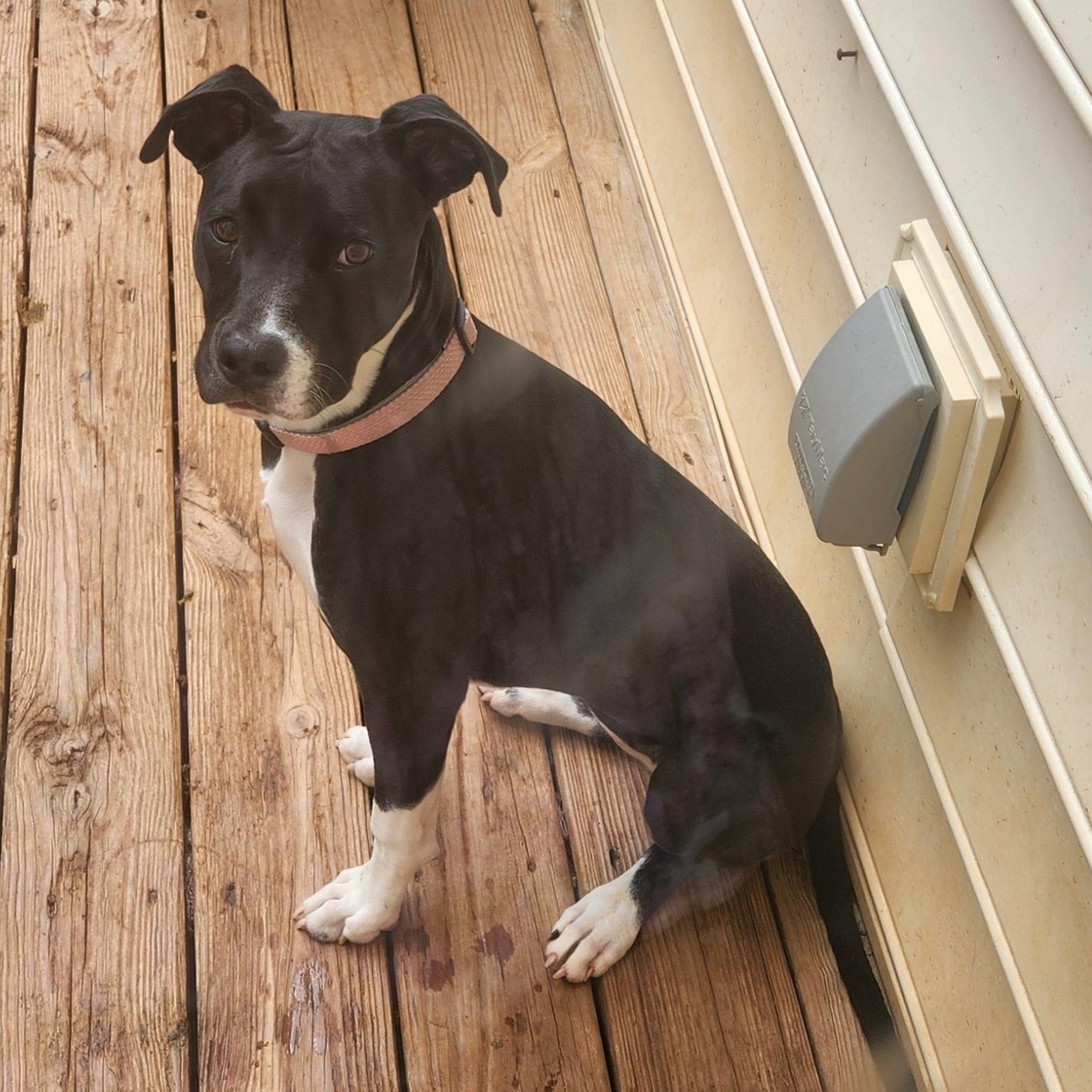 Enlarge ANNABELLE-PRO TRAINED-fee waived, an adoptable mixed breed in Troutman, NC image 4/6