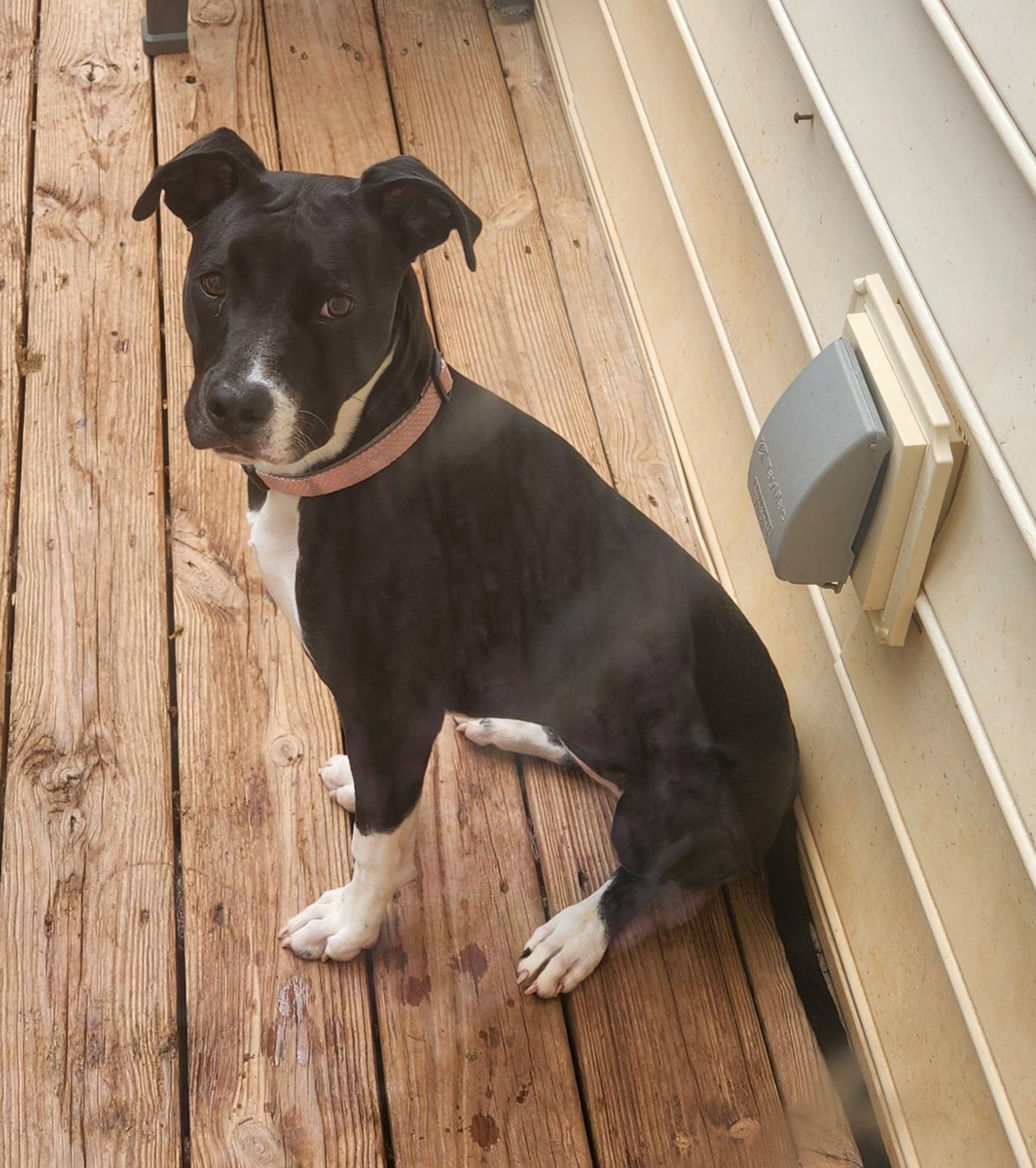 Enlarge ANNABELLE, a ADOPTABLE mixed breed in Troutman, NC image 5/6