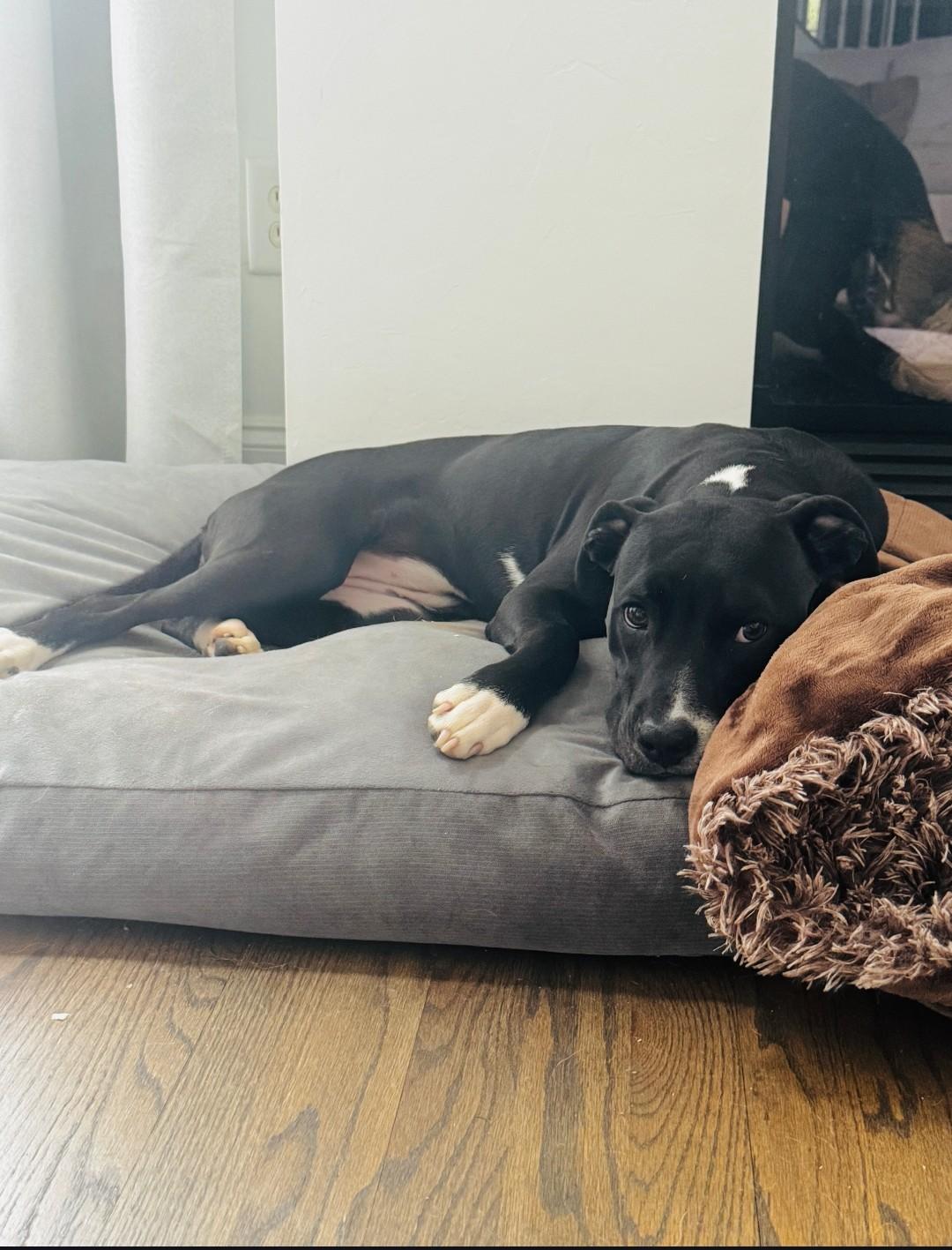 Enlarge ANNABELLE, a ADOPTABLE mixed breed in Troutman, NC image 3/6