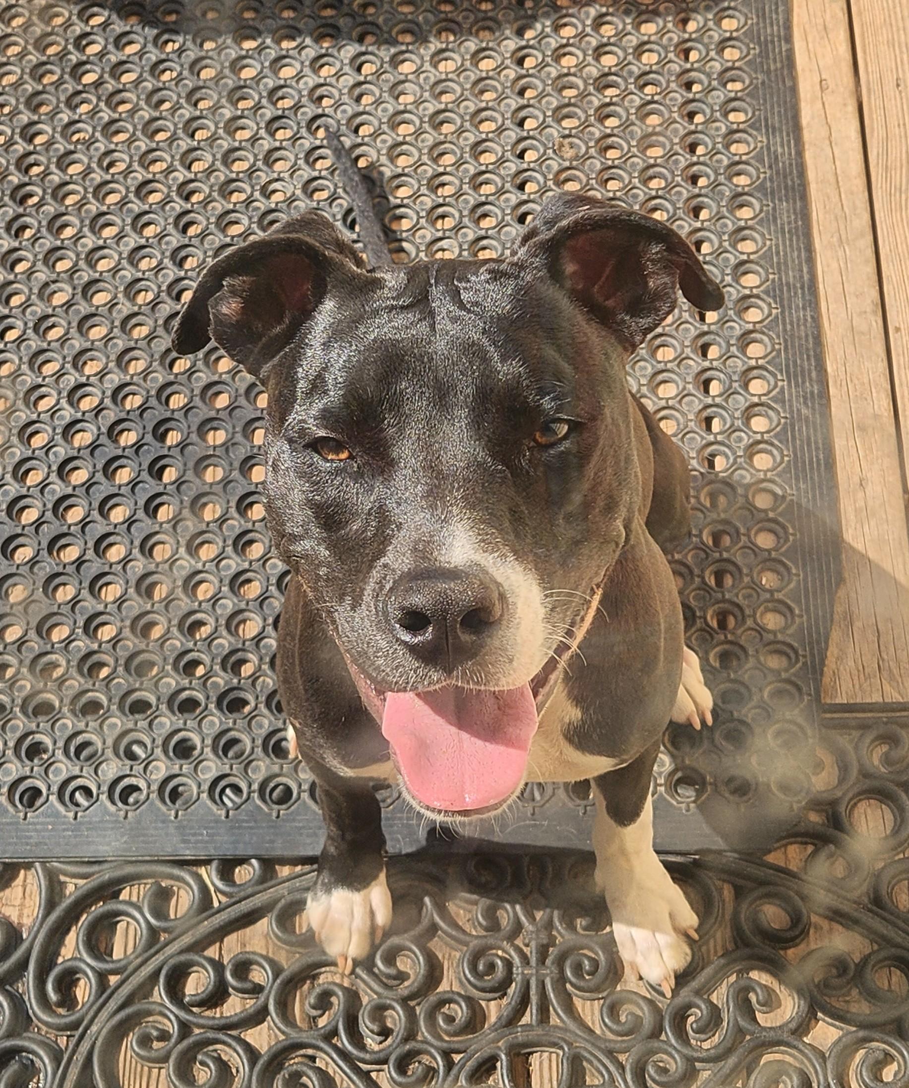 Enlarge ANNABELLE-PRO TRAINED-fee waived, an adoptable mixed breed in Troutman, NC image 5/6