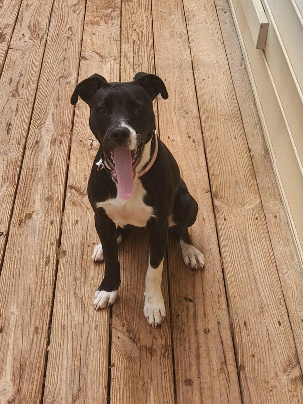 Enlarge ANNABELLE, a ADOPTABLE mixed breed in Troutman, NC image 1/6