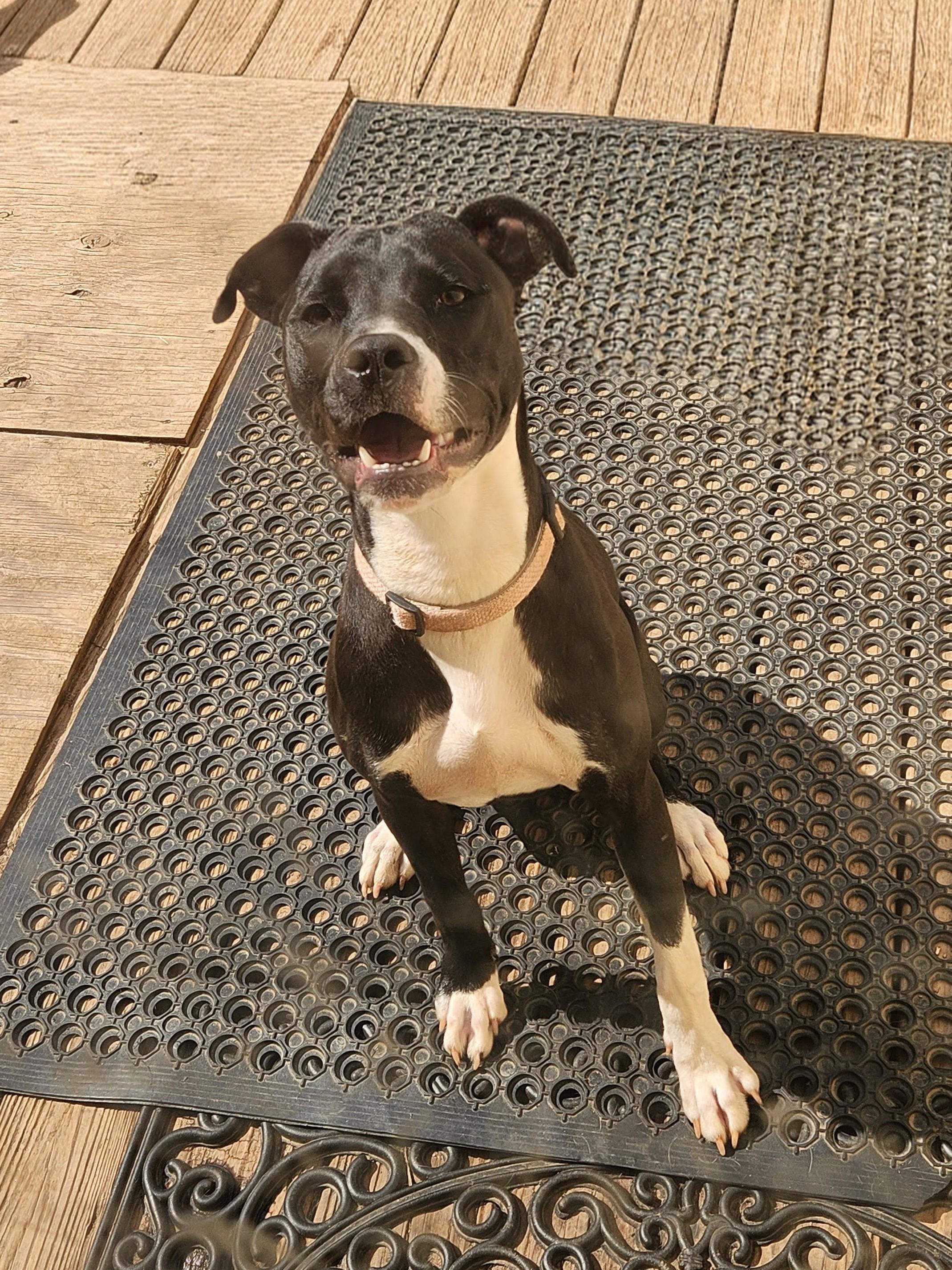 ANNABELLE-PRO TRAINED-fee waived, adoptable, Young Female Boxer & American Staffordshire Terrier.