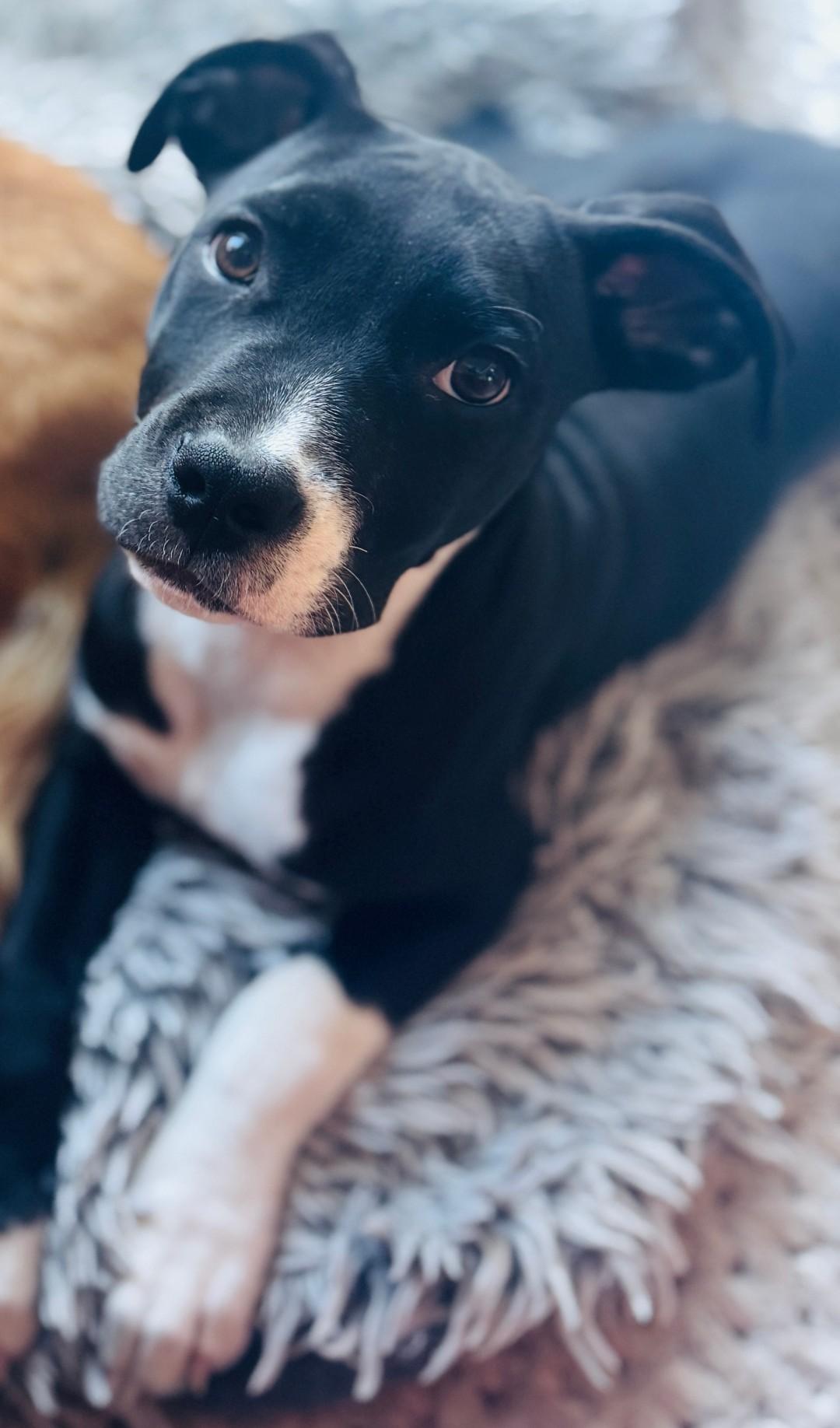 Enlarge ANNABELLE, a ADOPTABLE mixed breed in Troutman, NC image 2/6