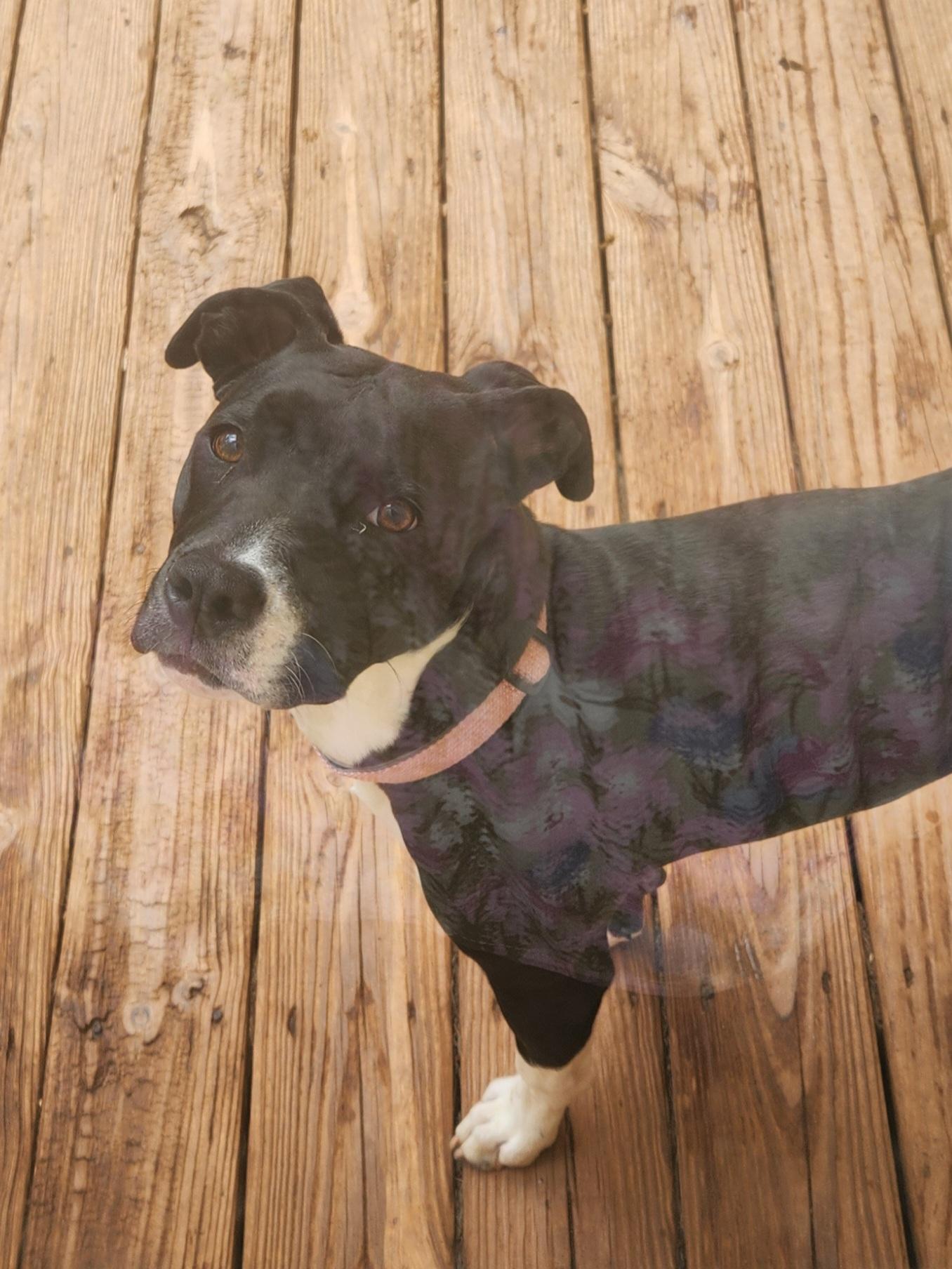 Enlarge ANNABELLE, a ADOPTABLE mixed breed in Troutman, NC image 4/6