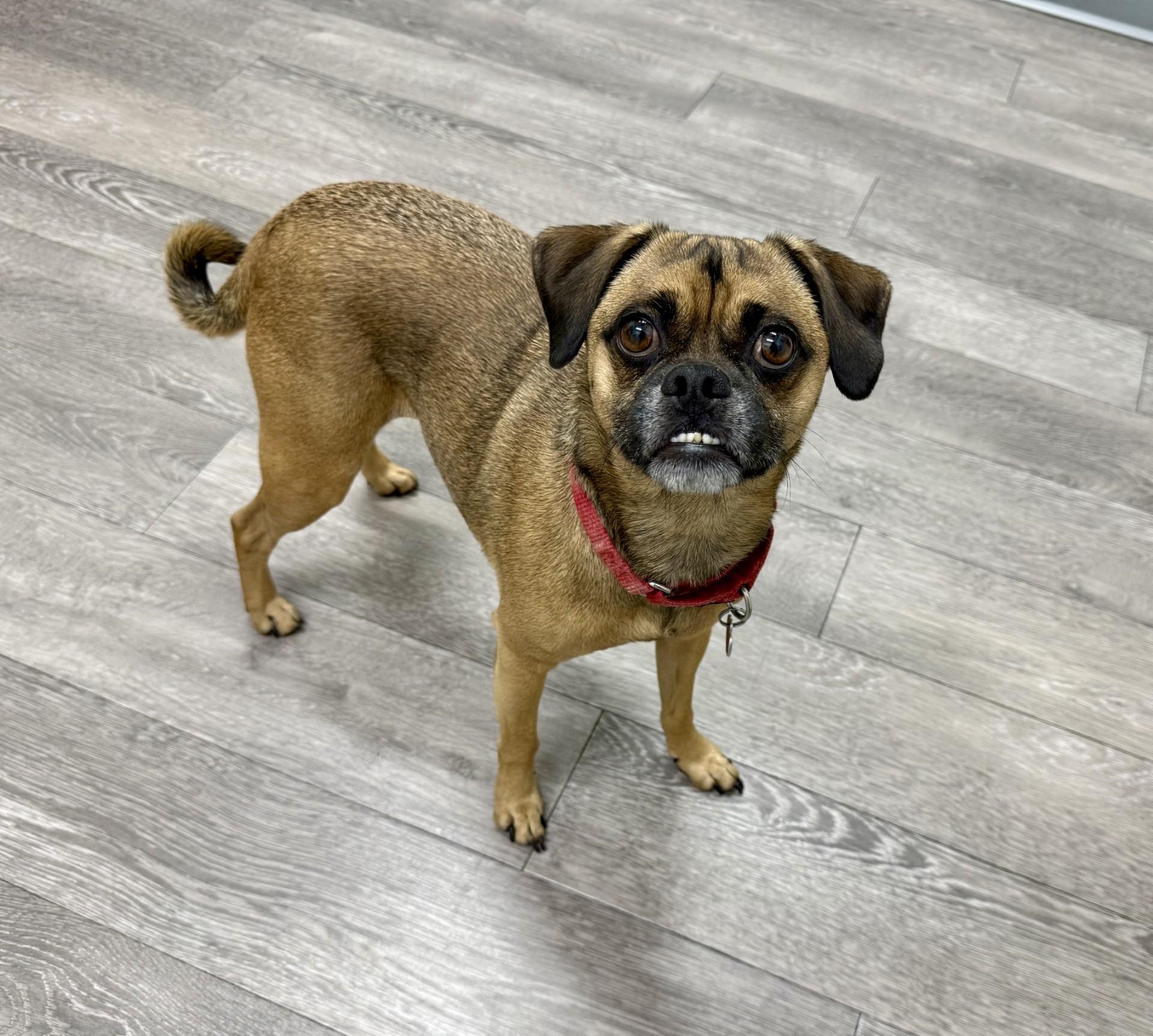 Brewster, an adoptable Pug, Puggle in Los Alamitos, CA, 90720 | Photo Image 1