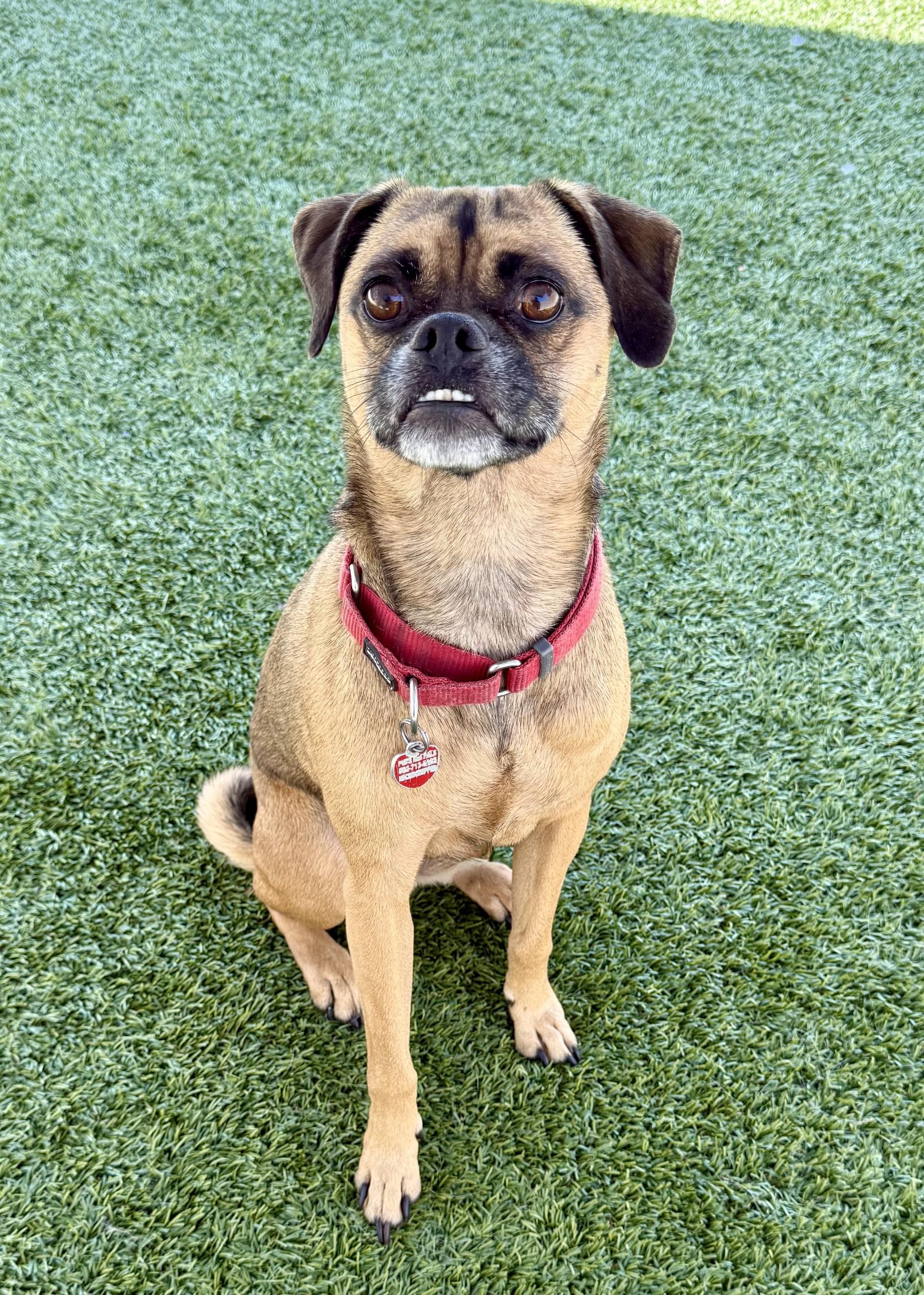 Brewster, an adoptable Pug, Puggle in Los Alamitos, CA, 90720 | Photo Image 2
