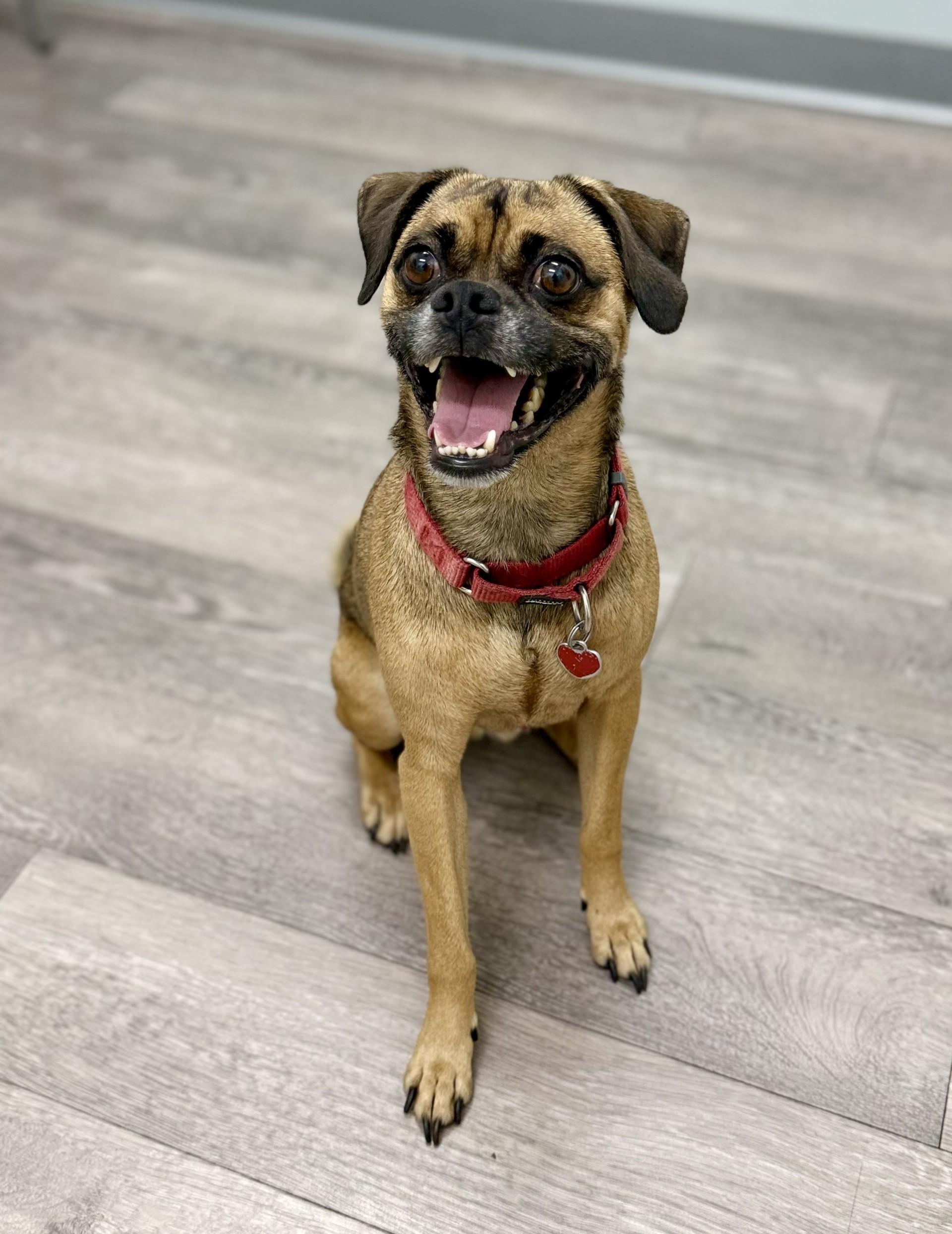 Brewster, an adoptable Pug, Puggle in Los Alamitos, CA, 90720 | Photo Image 6