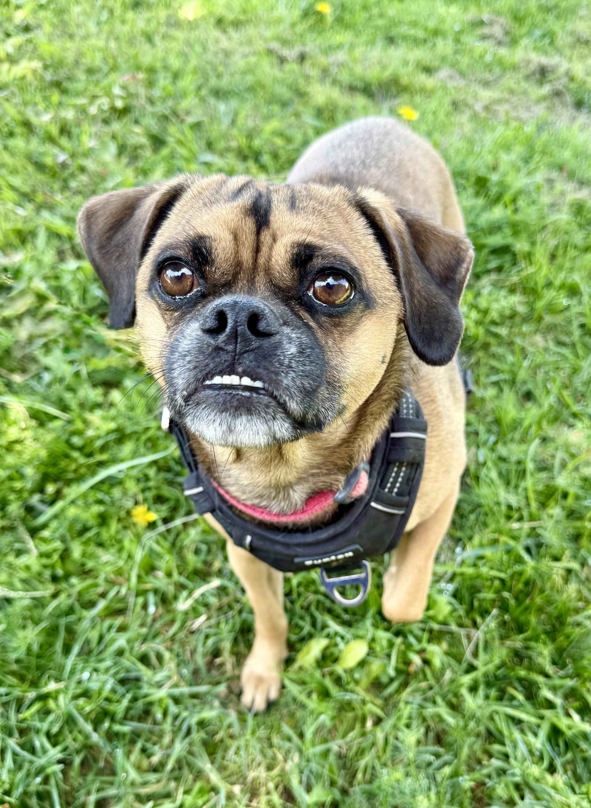 Brewster, an adoptable Pug, Puggle in Los Alamitos, CA, 90720 | Photo Image 3
