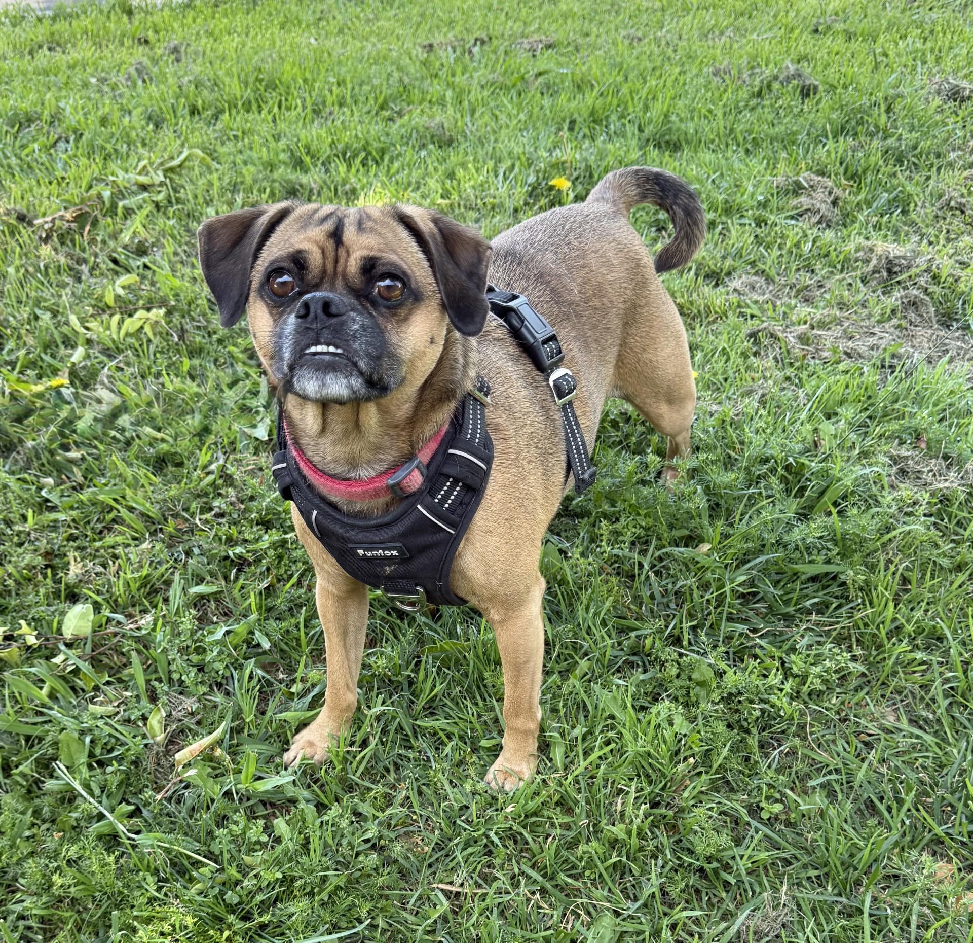 Brewster, an adoptable Pug, Puggle in Los Alamitos, CA, 90720 | Photo Image 4