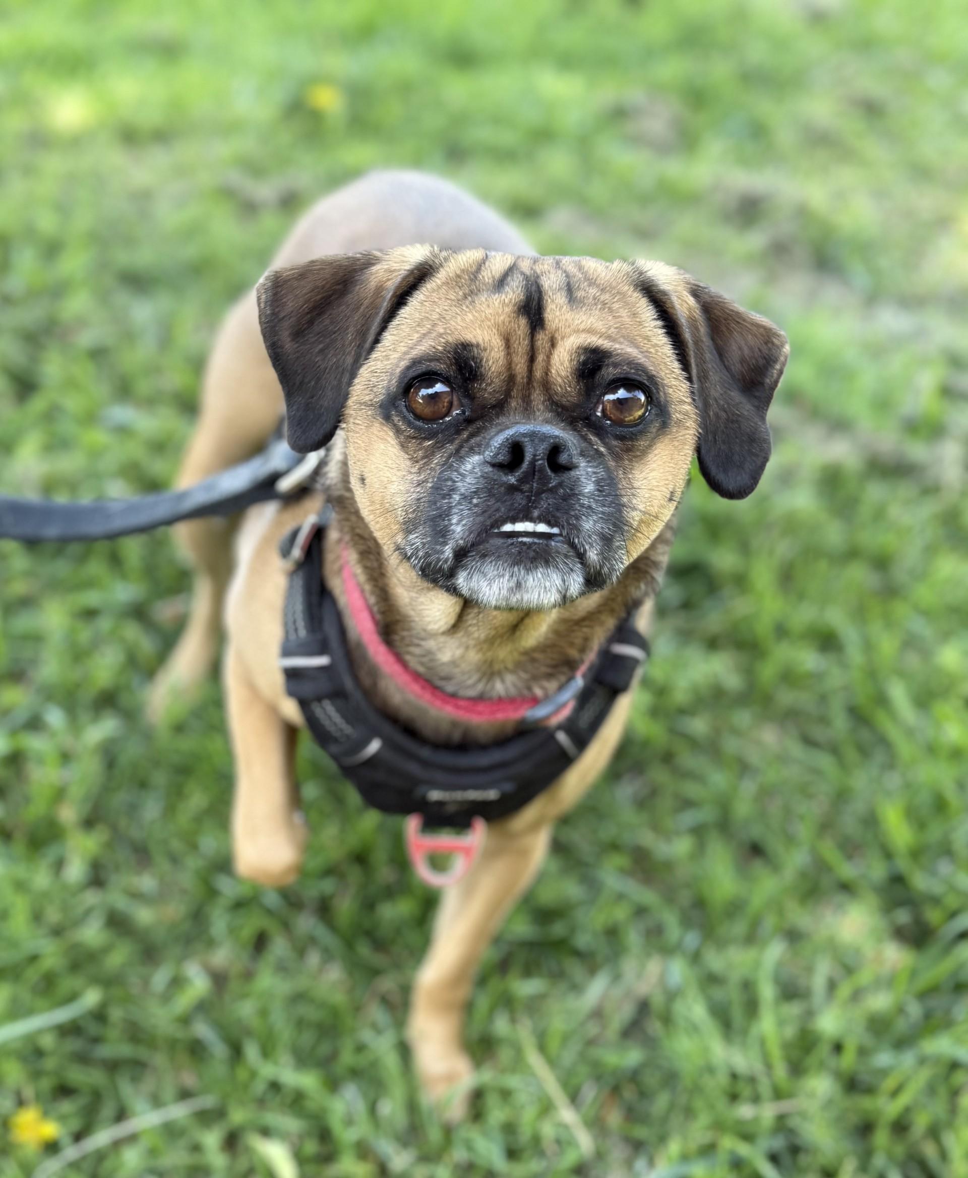 Brewster, an adoptable Pug, Puggle in Los Alamitos, CA, 90720 | Photo Image 5