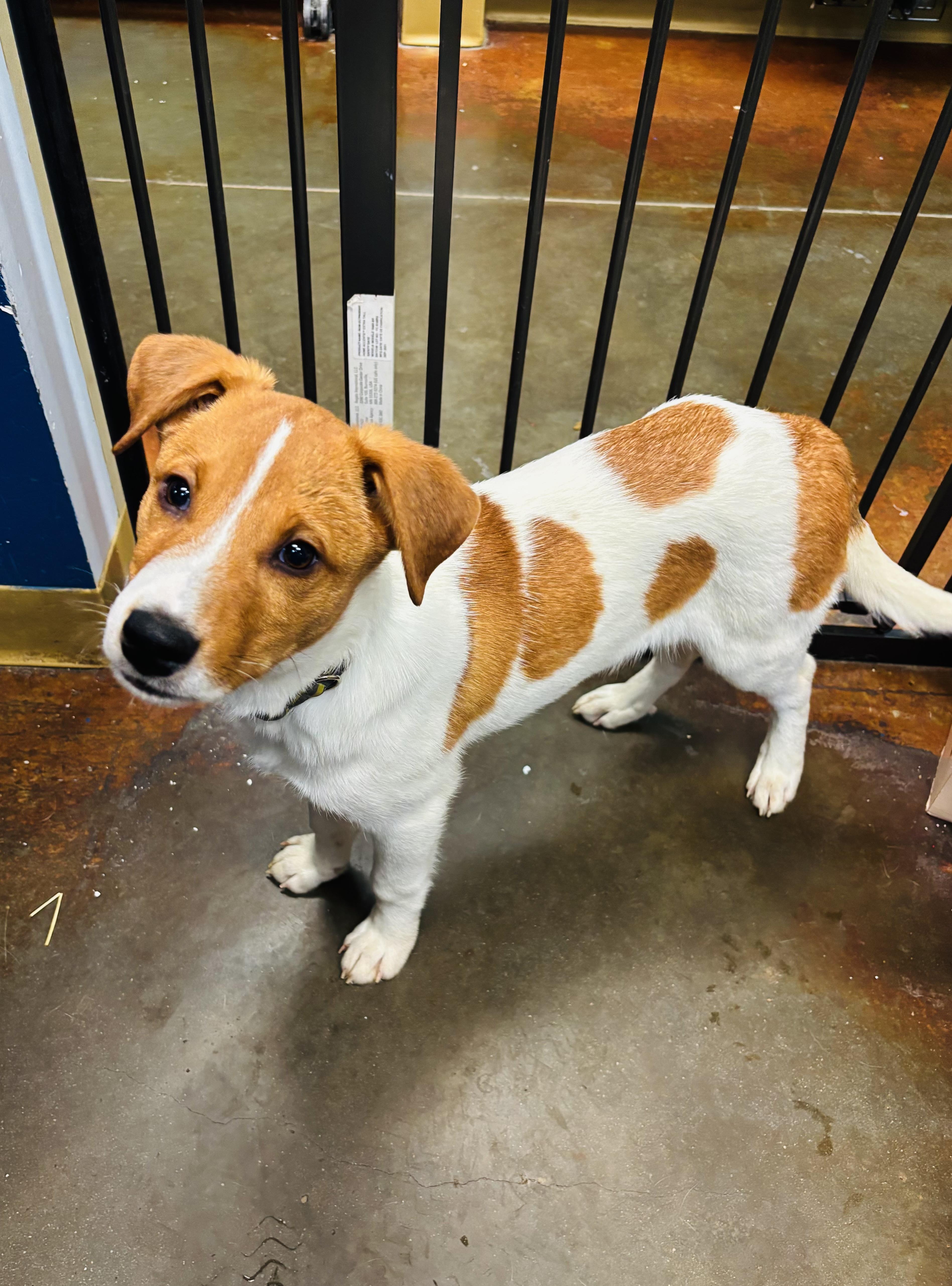 Nick, Adoptable, Puppy Male Labrador Retriever & Spaniel.