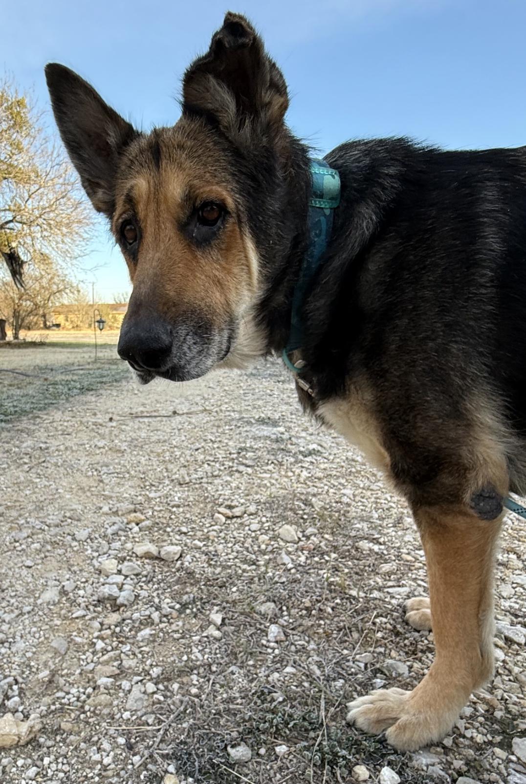 Enlarge Gracie (Waco), a Adoptable German Shepherd Dog in Waco, TX image 2/5