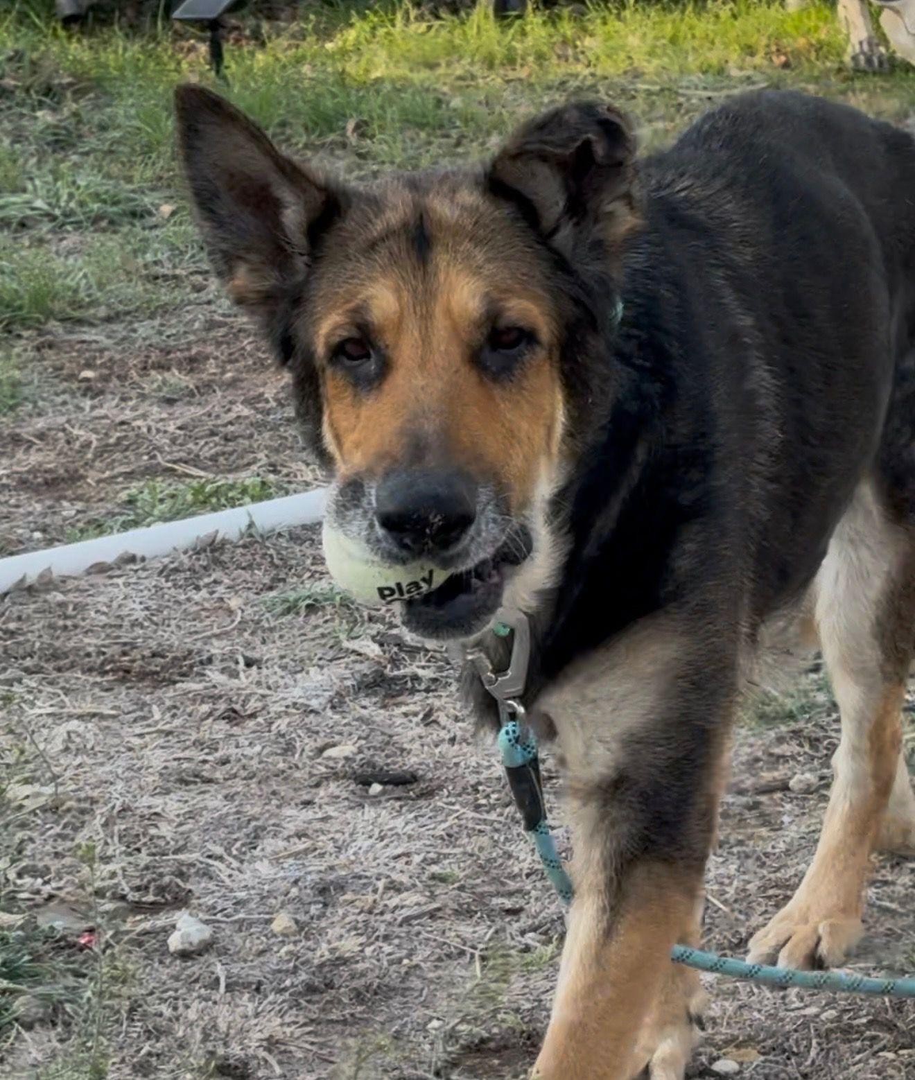 Gracie (Waco), Adoptable, Senior Female German Shepherd Dog.