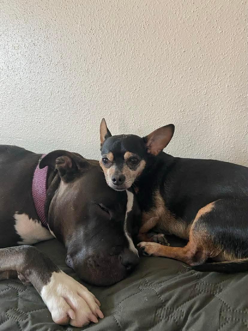 Enlarge Brody, a Adoptable Pit Bull Terrier in Arlee, MT image 2/4