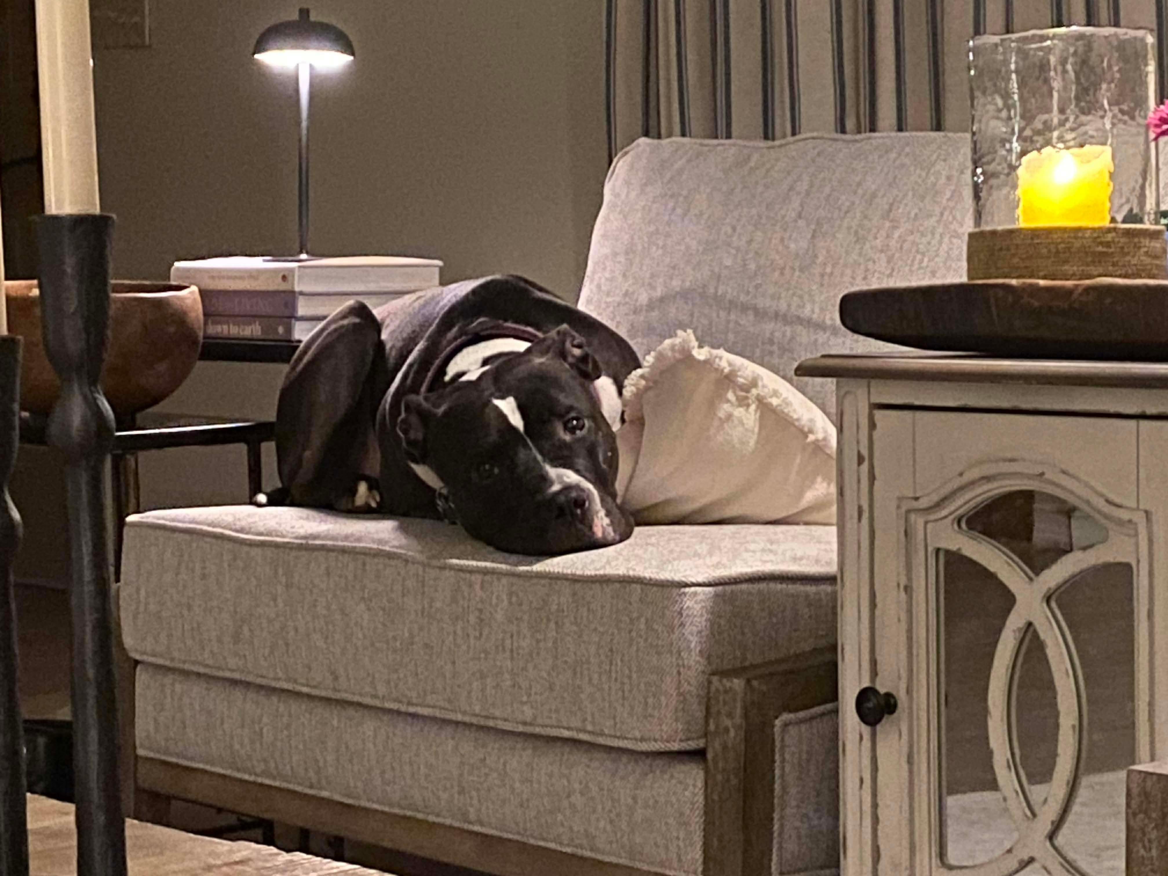 Enlarge Brody, a Adoptable Pit Bull Terrier in Arlee, MT image 3/4