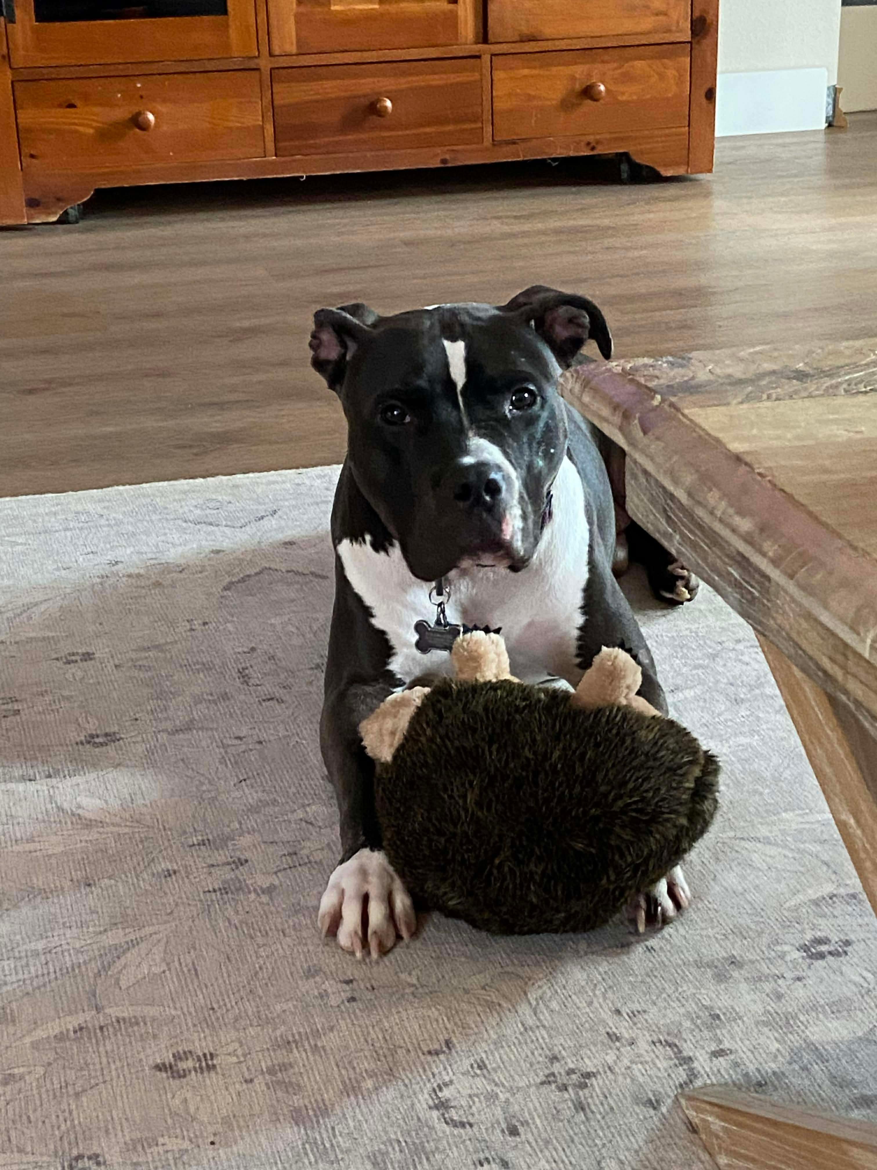 Enlarge Brody, a Adoptable Pit Bull Terrier in Arlee, MT image 4/4