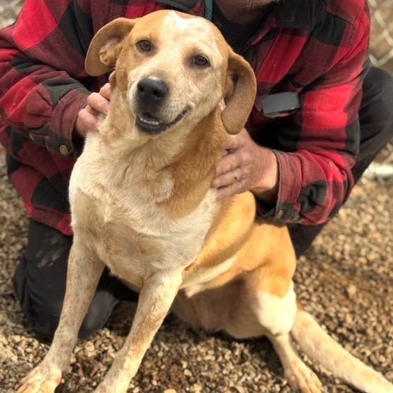 Enlarge Matilda, a Adoptable mixed breed in Walden, NY image 1/6