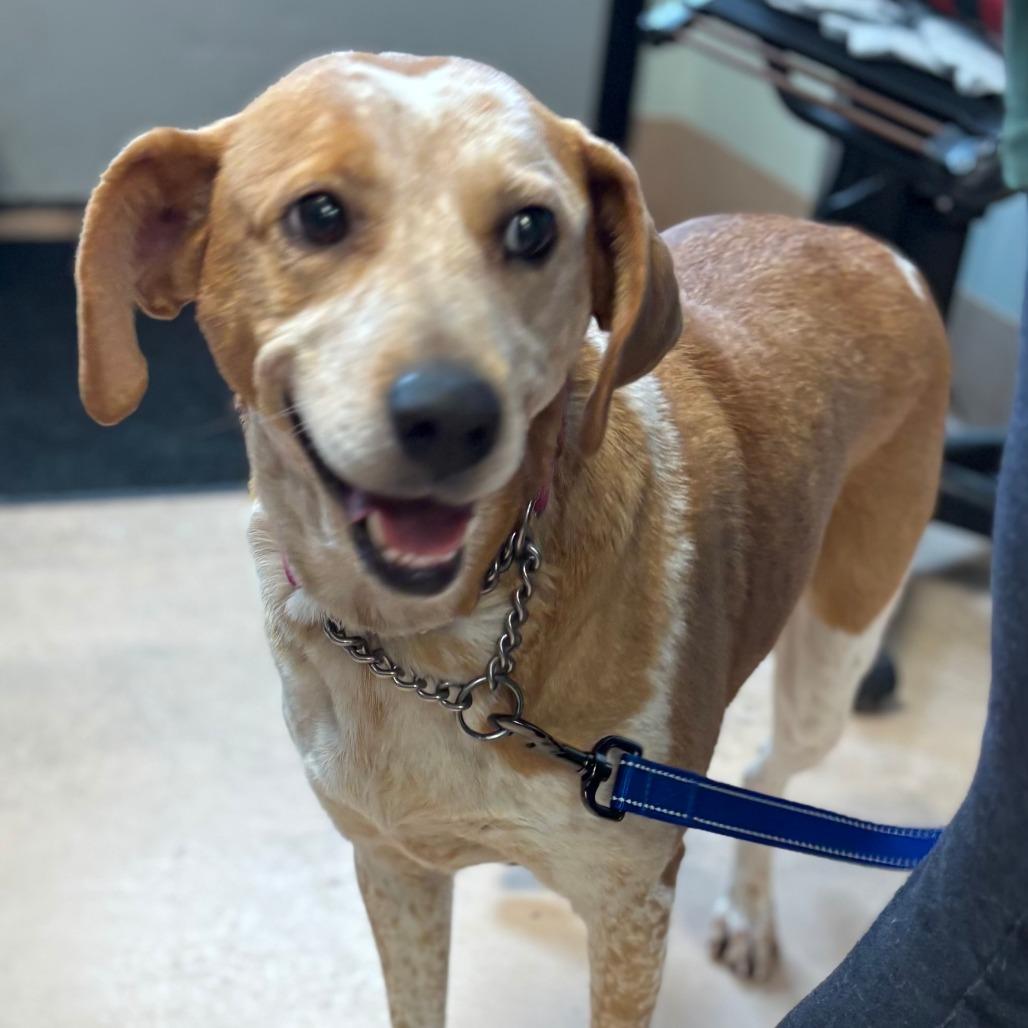 Matilda, Adoptable, Young Female Cattle Dog & Mixed Breed.