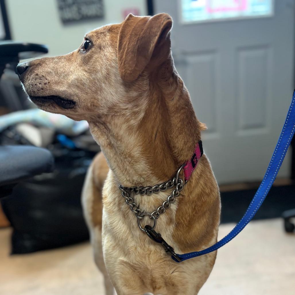 Enlarge Matilda, a Adoptable mixed breed in Walden, NY image 3/6