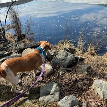 Enlarge Matilda, a Adoptable mixed breed in Walden, NY image 4/6