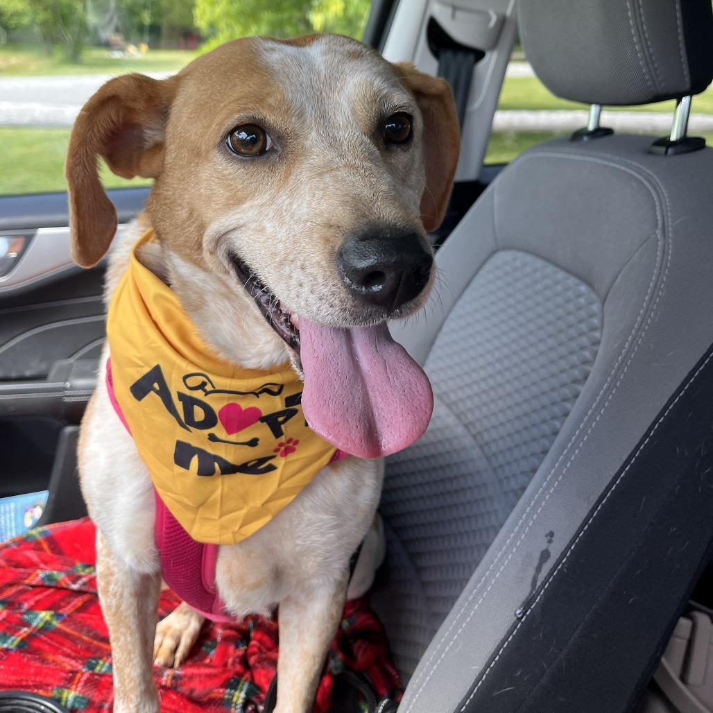Matilda, a Adoptable mixed breed in Walden, NY image 4/5