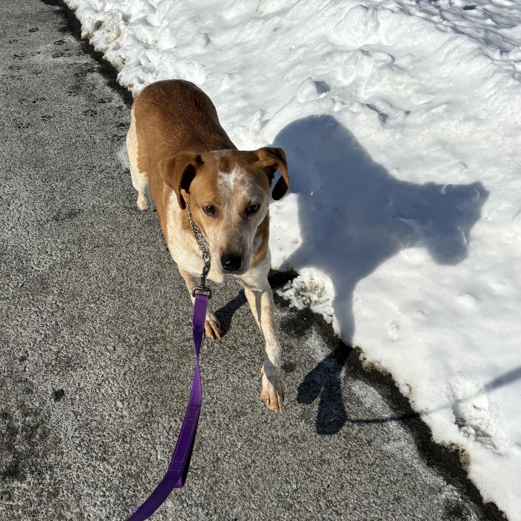 Enlarge Matilda, a Adoptable mixed breed in Walden, NY image 5/6