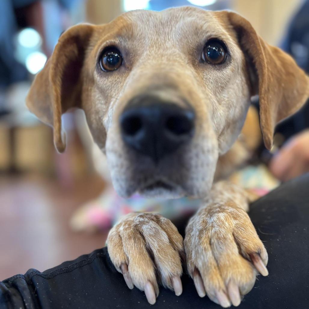 Enlarge Matilda, a Adoptable mixed breed in Walden, NY image 6/6