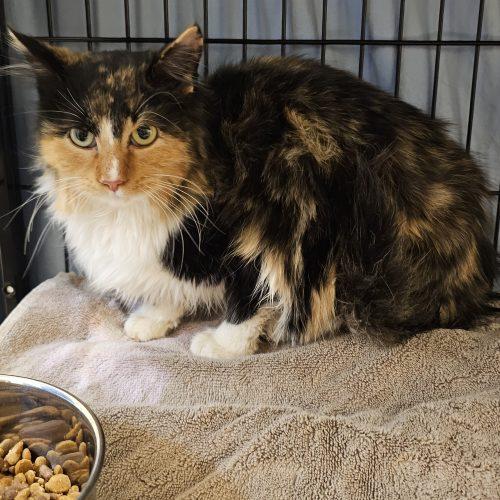 Ellie, Adoptable, Young Female Domestic Long Hair.