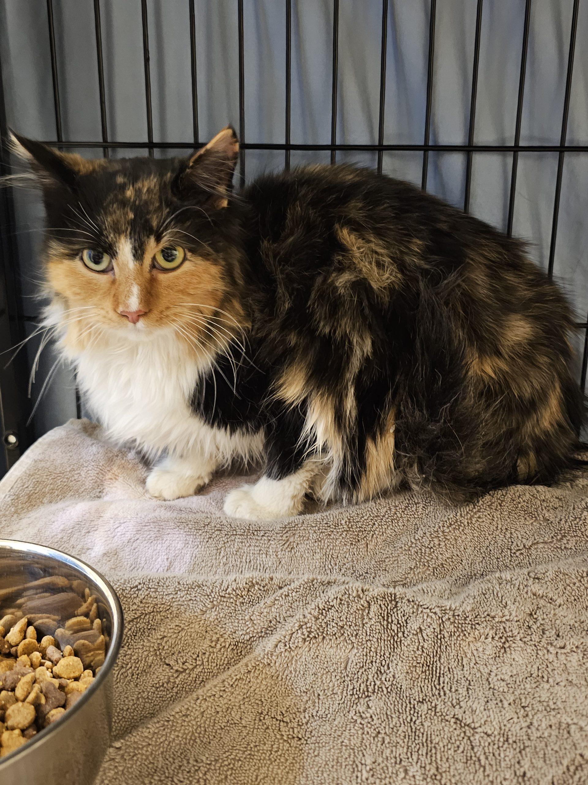 Ellie, Adoptable, Young Female Domestic Long Hair.
