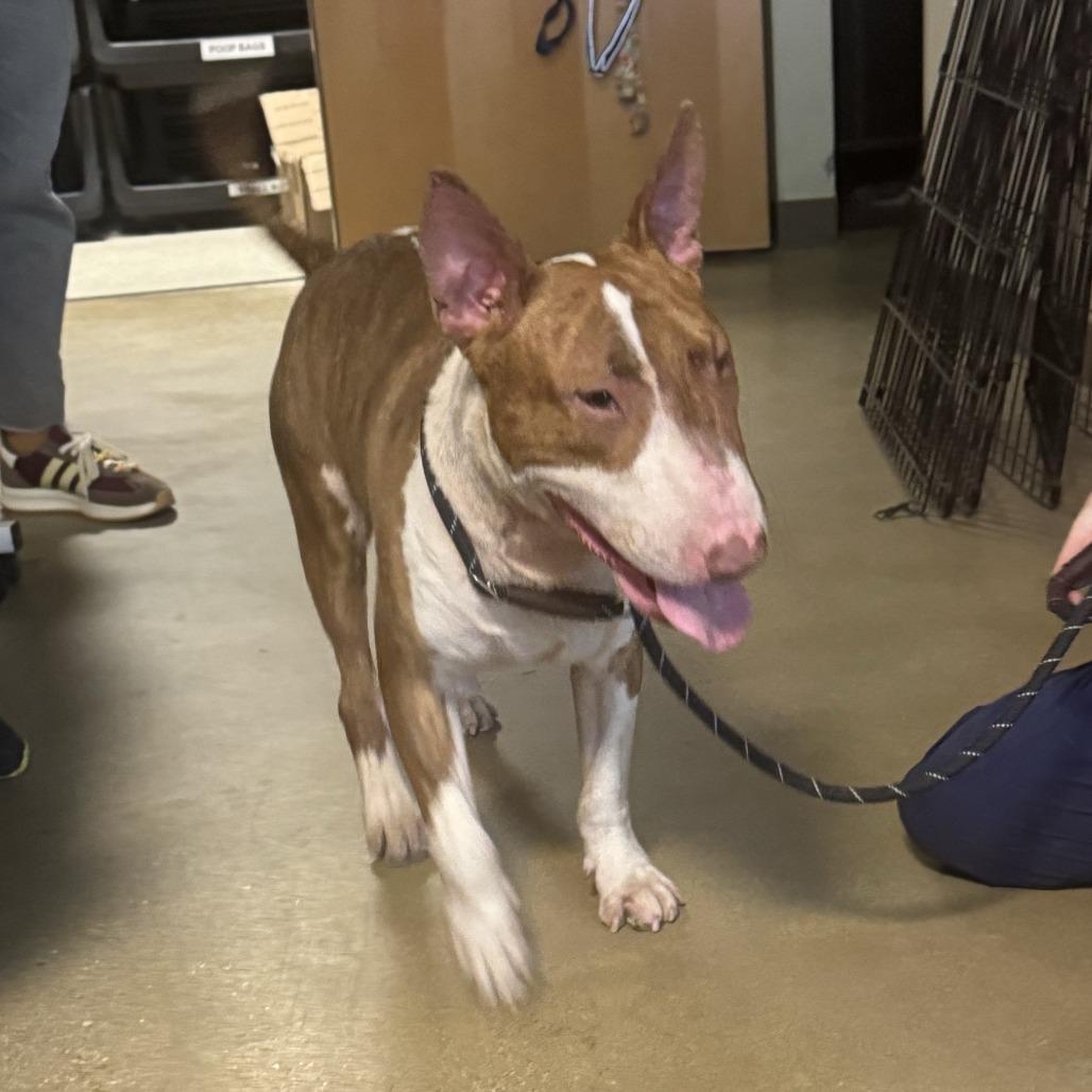 Enlarge Leftovers, a Adoptable Bull Terrier in Baltimore, MD image 1/1