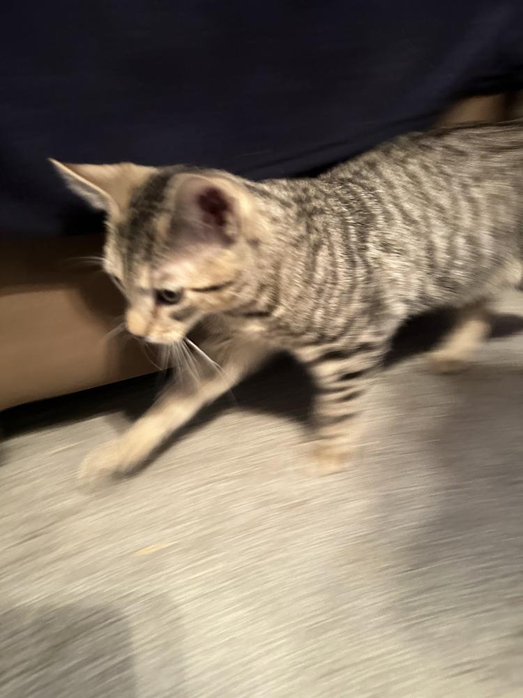 Shamus, Adoptable, Kitten Male Domestic Short Hair.