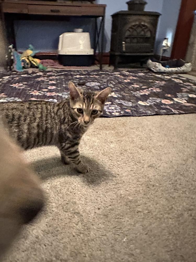 Enlarge Shamus, a Adoptable mixed breed in East Greenville, PA image 2/4