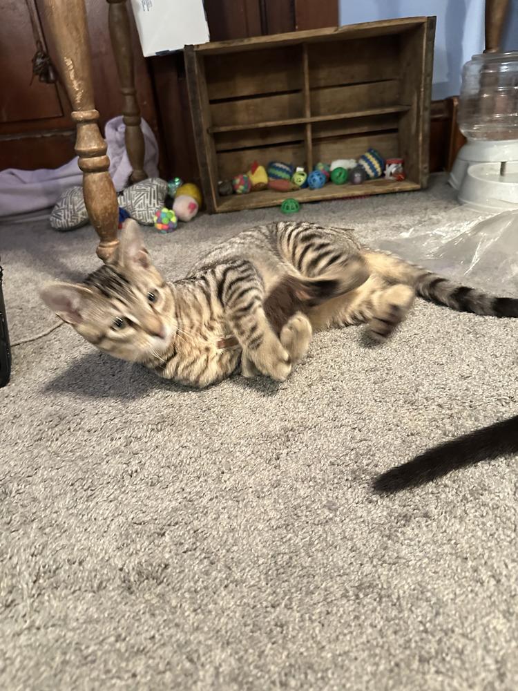 Enlarge Shamus, a Adoptable mixed breed in East Greenville, PA image 3/4