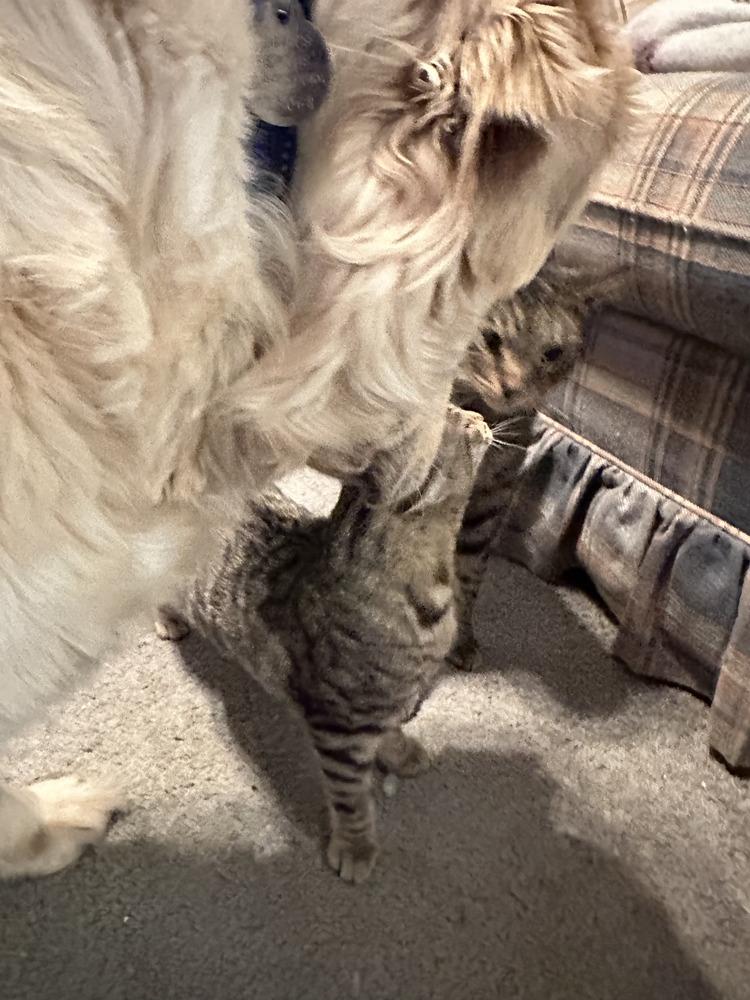 Enlarge Shamus, a Adoptable mixed breed in East Greenville, PA image 4/4